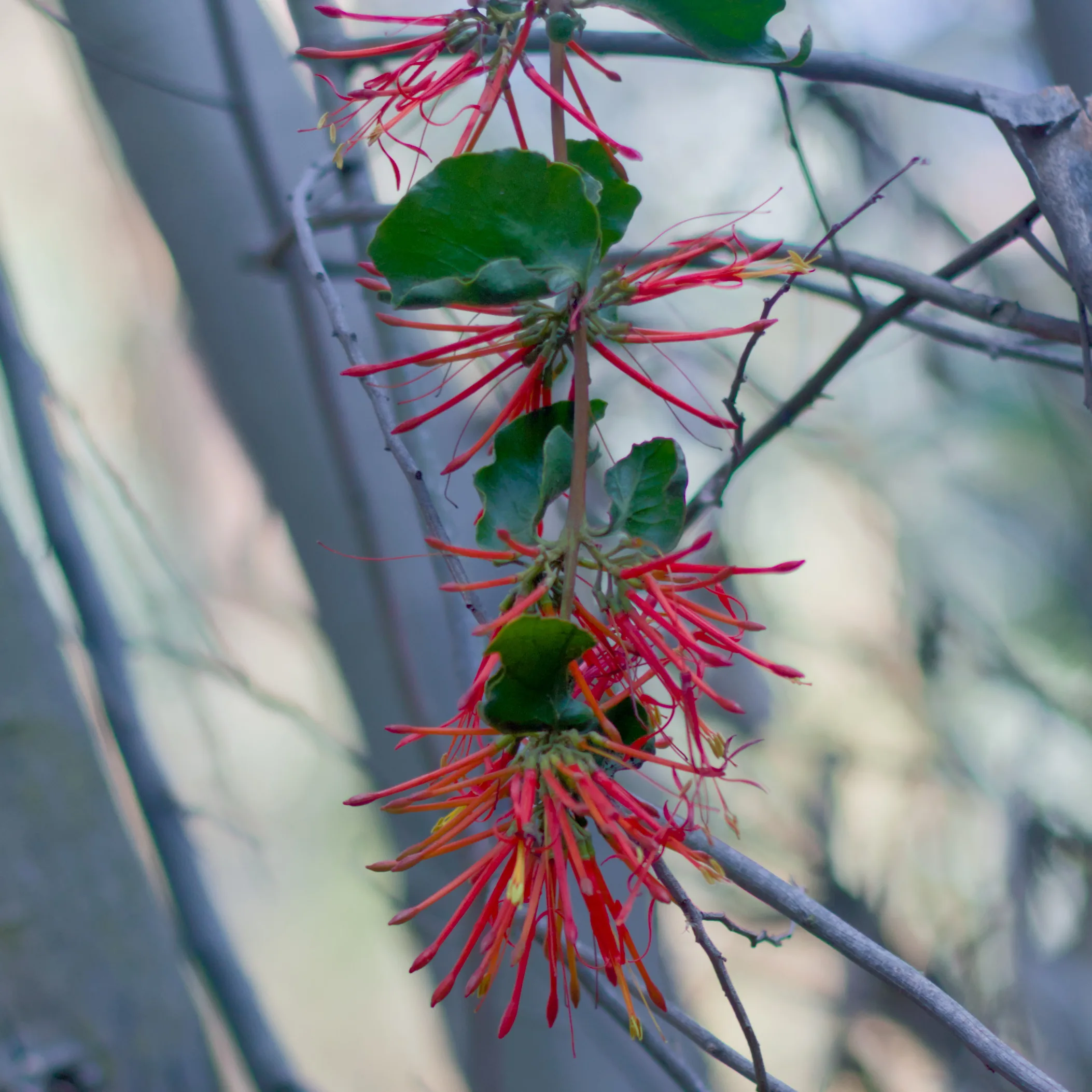 Arboles de flores rojas