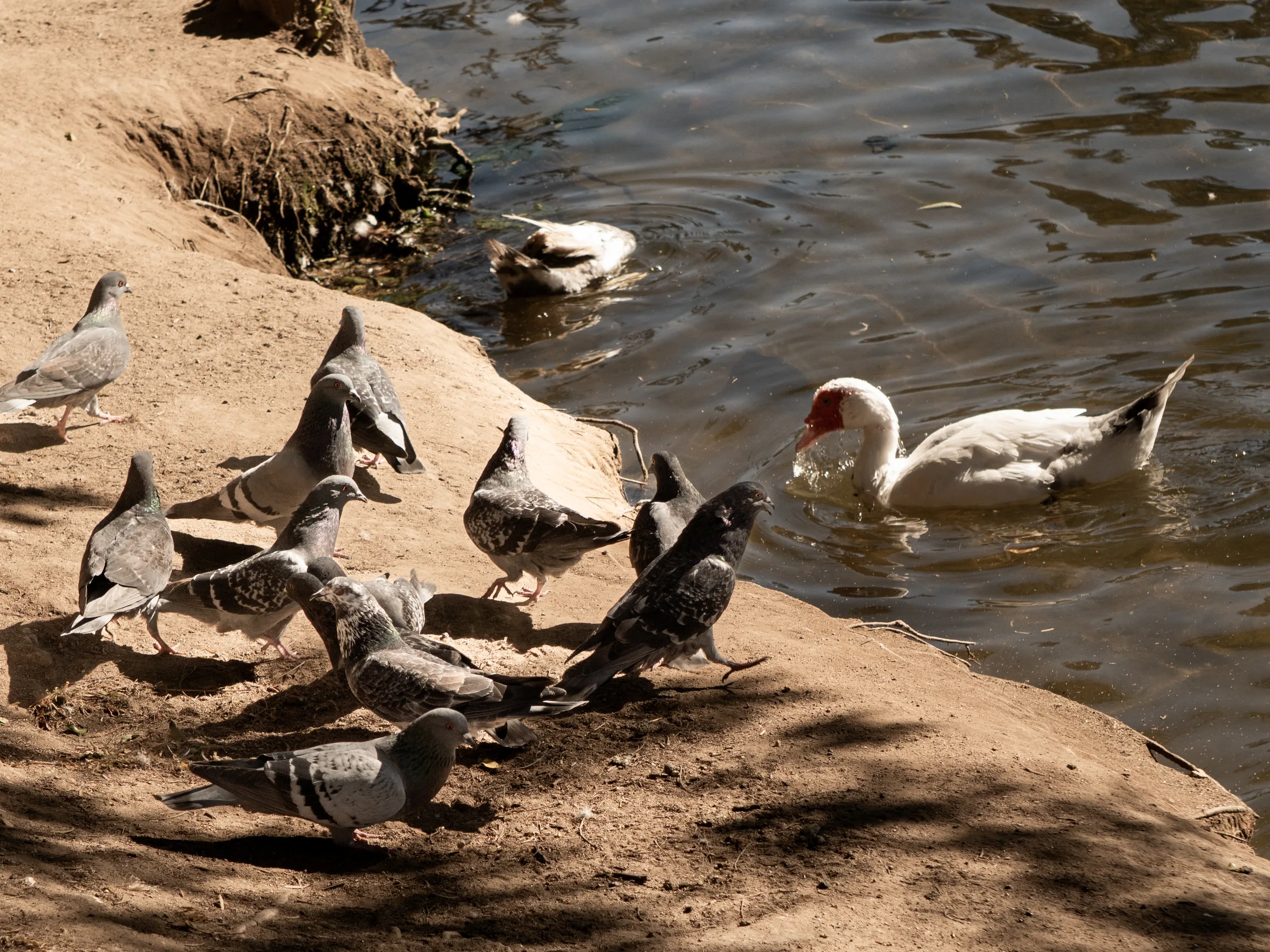Don Pato y sus amigos