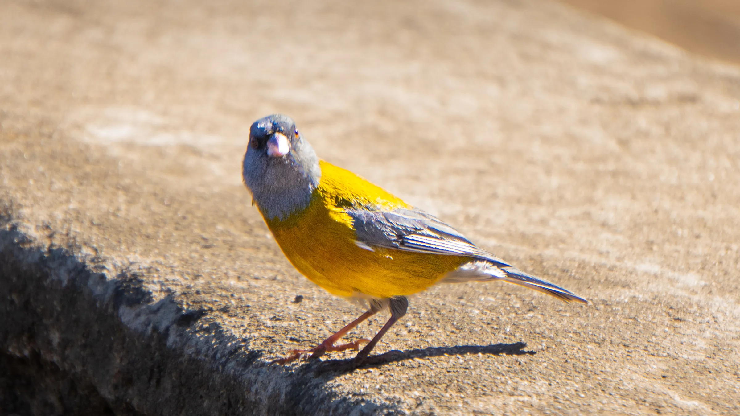 Pajarito