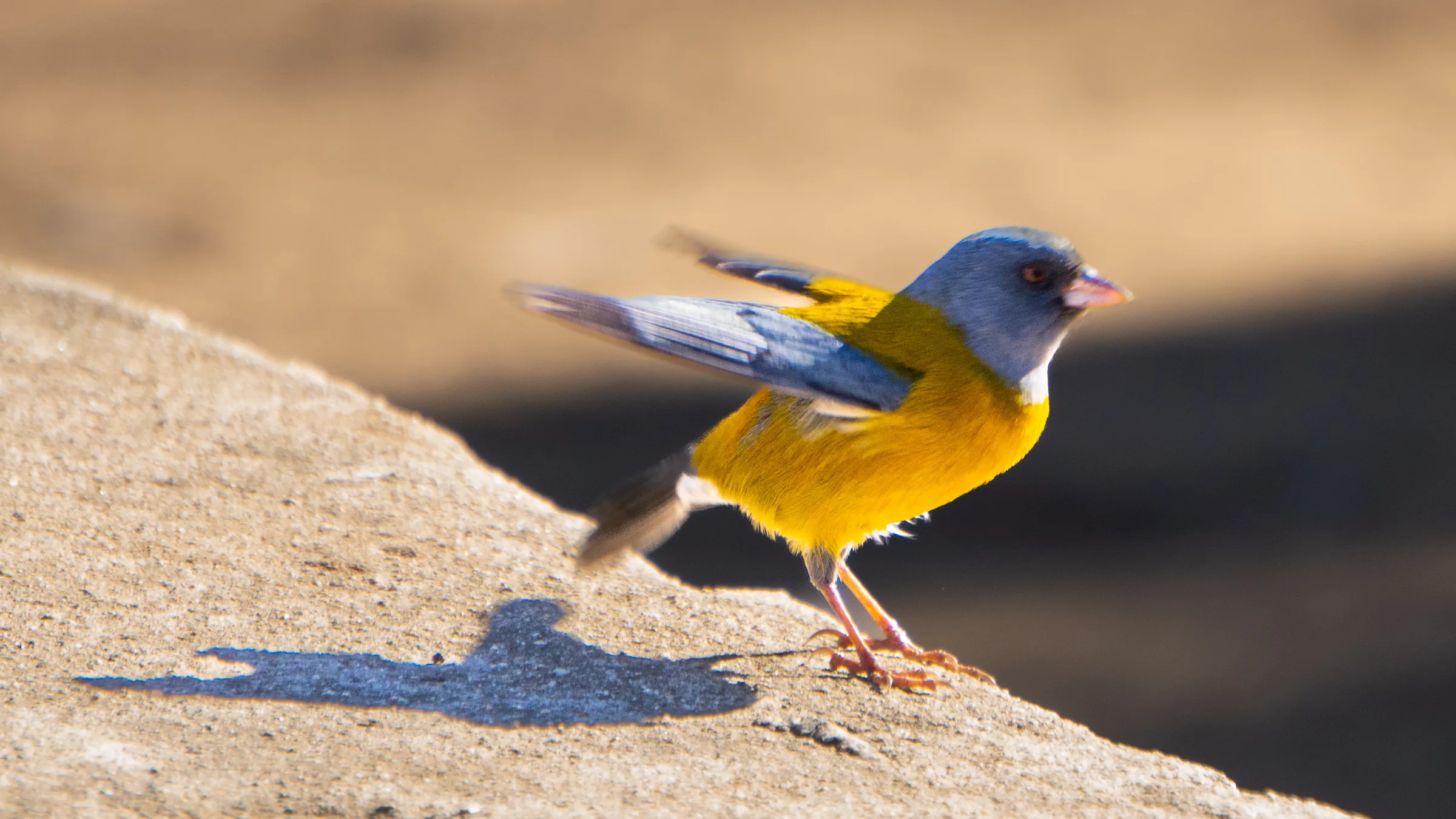 Pajarito
