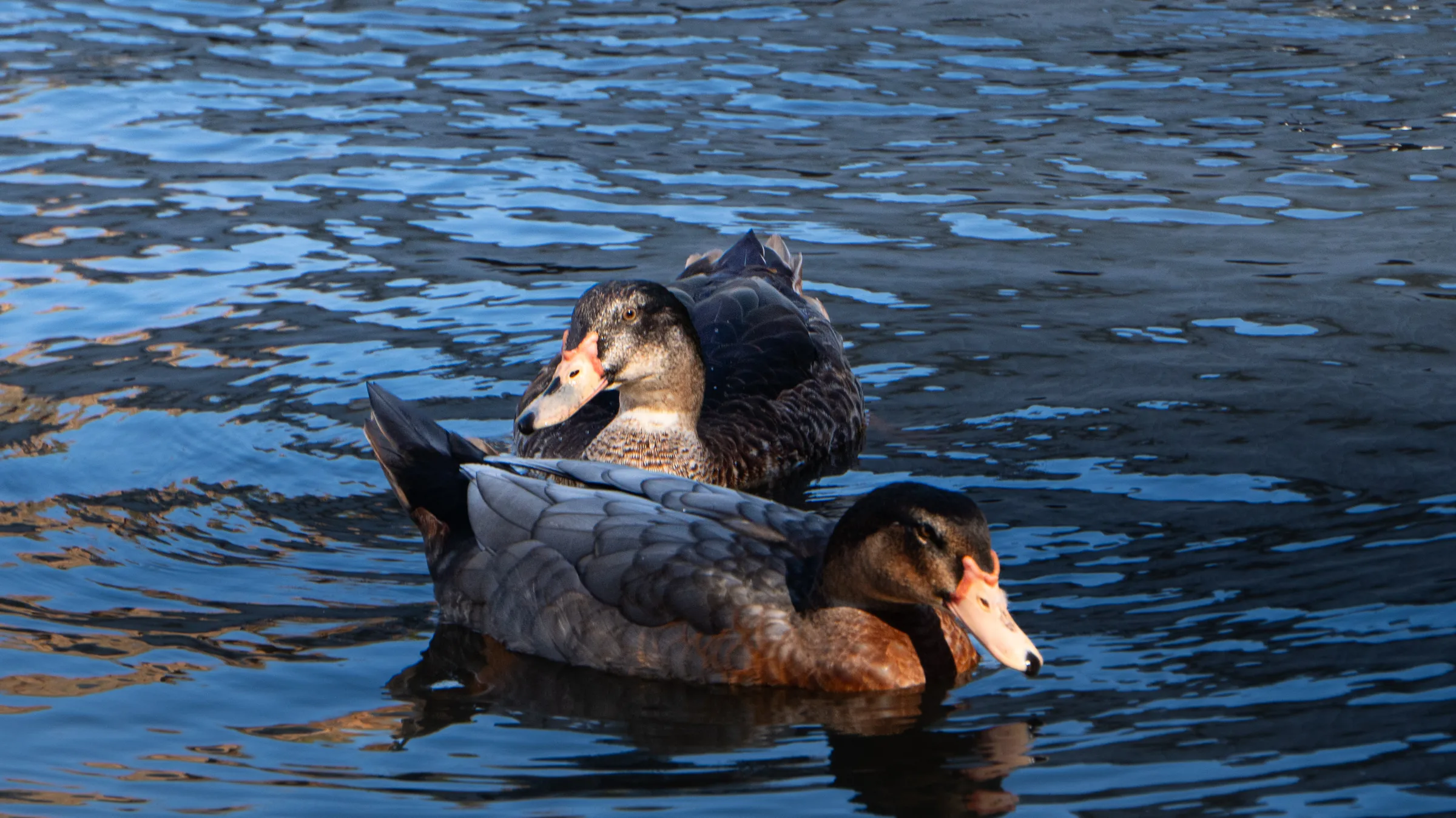 Par de Patos