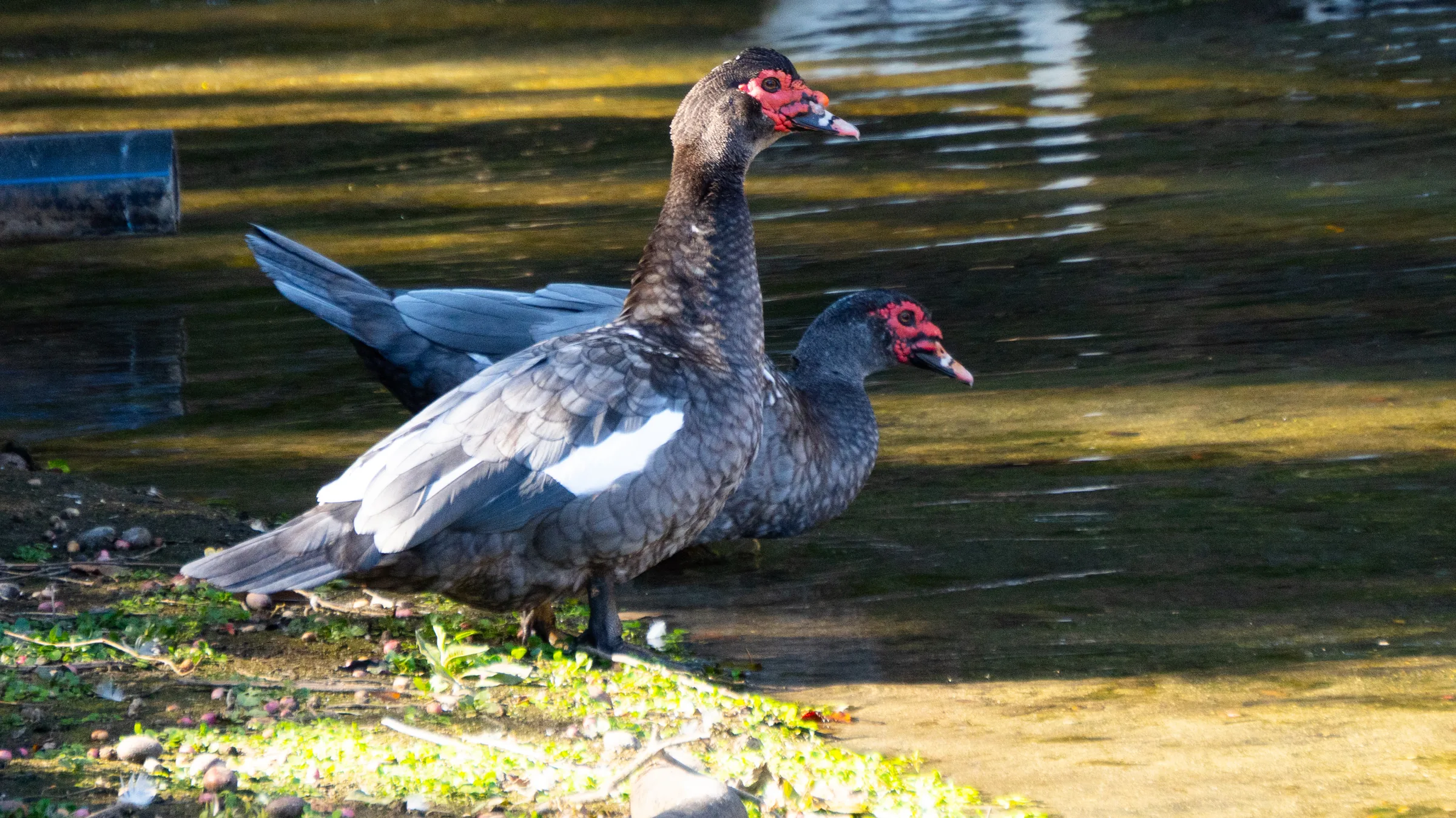 Par de Patos
