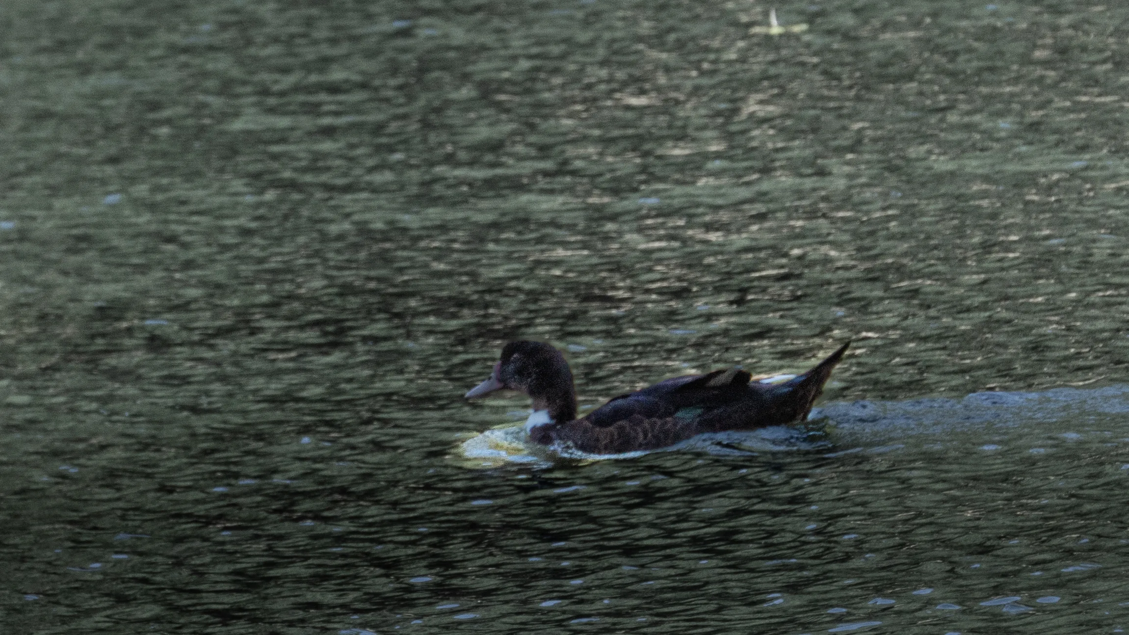 Par de Patos