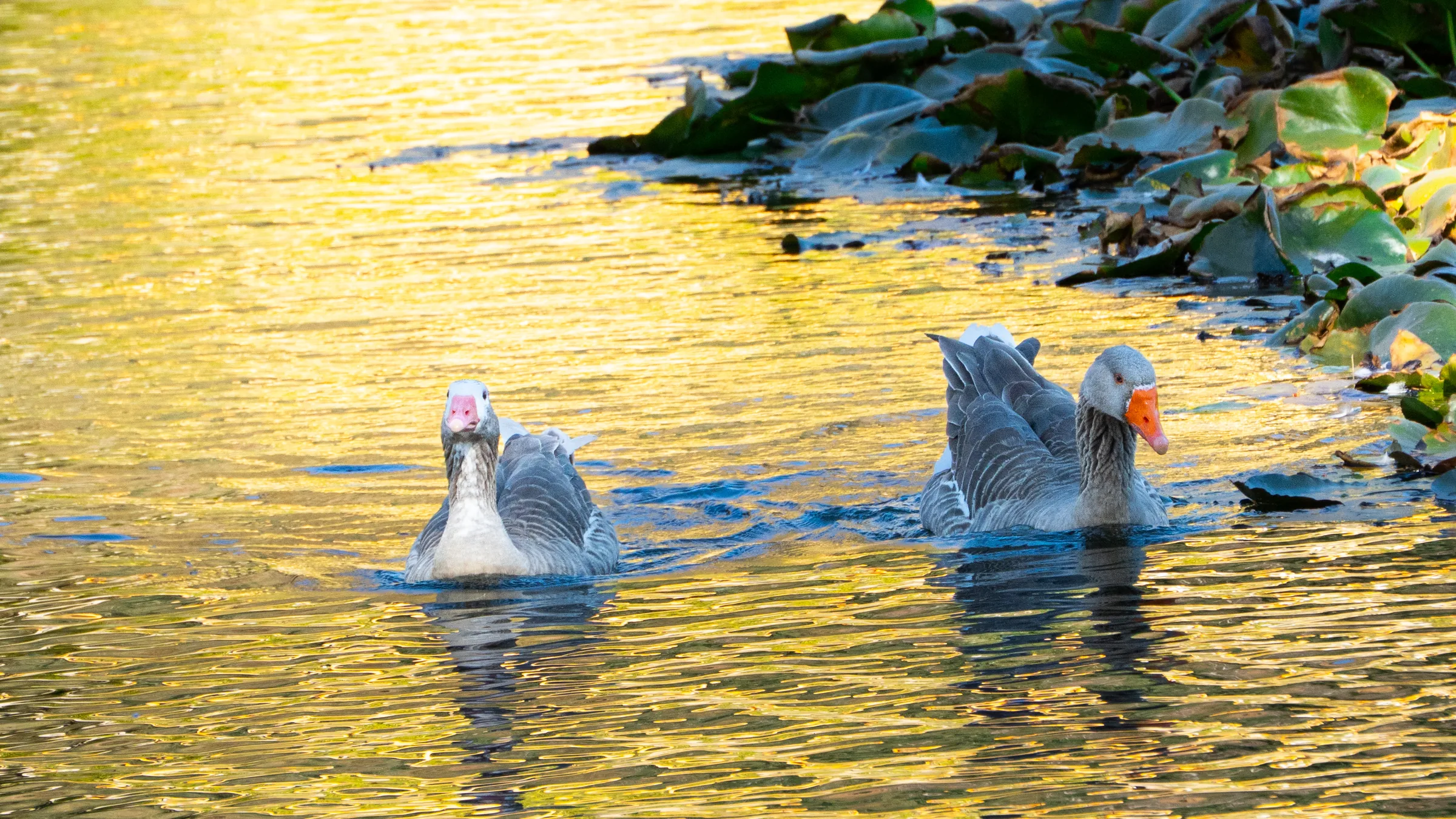 Pareja de Patos