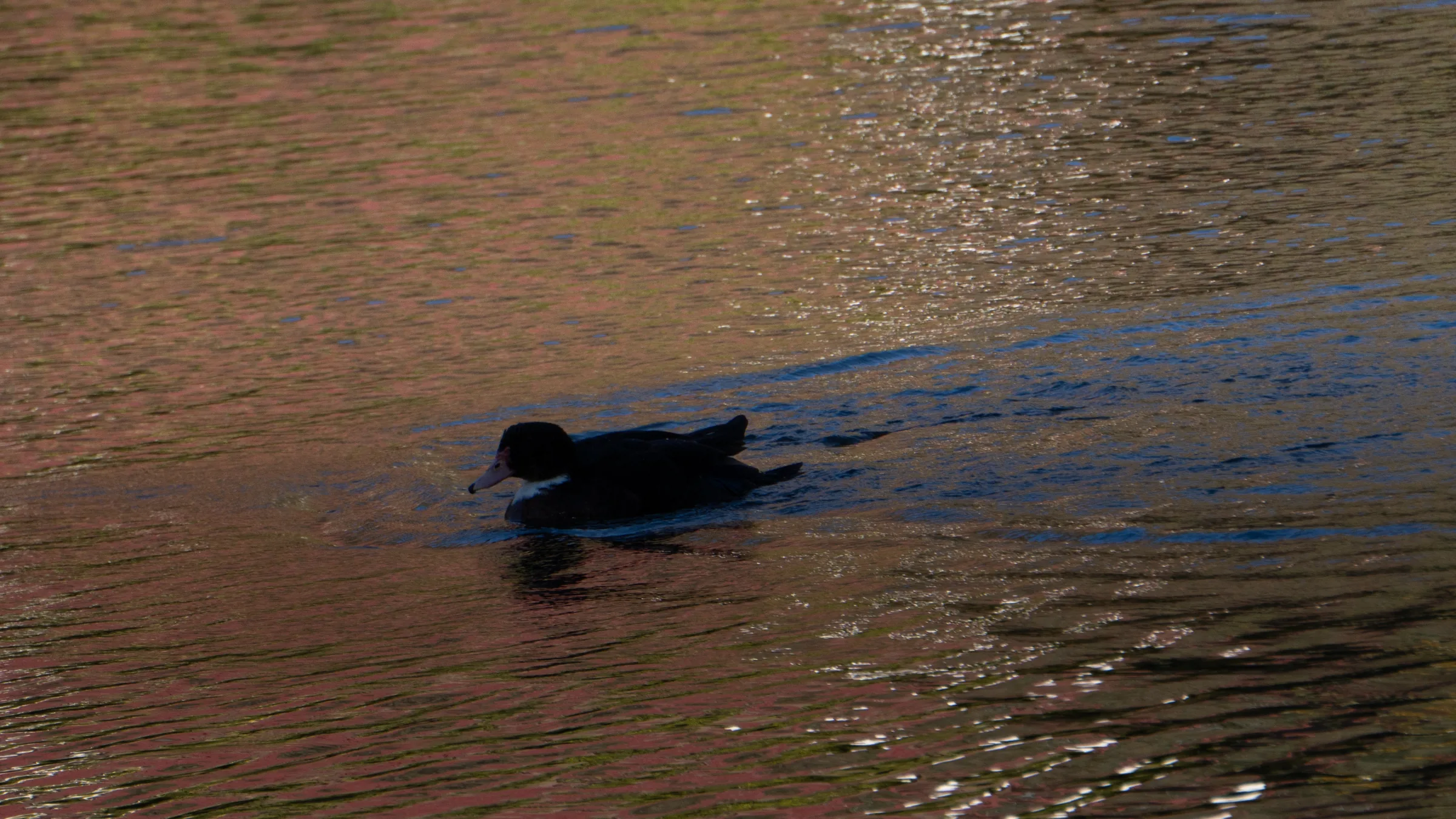 Pareja de Patos