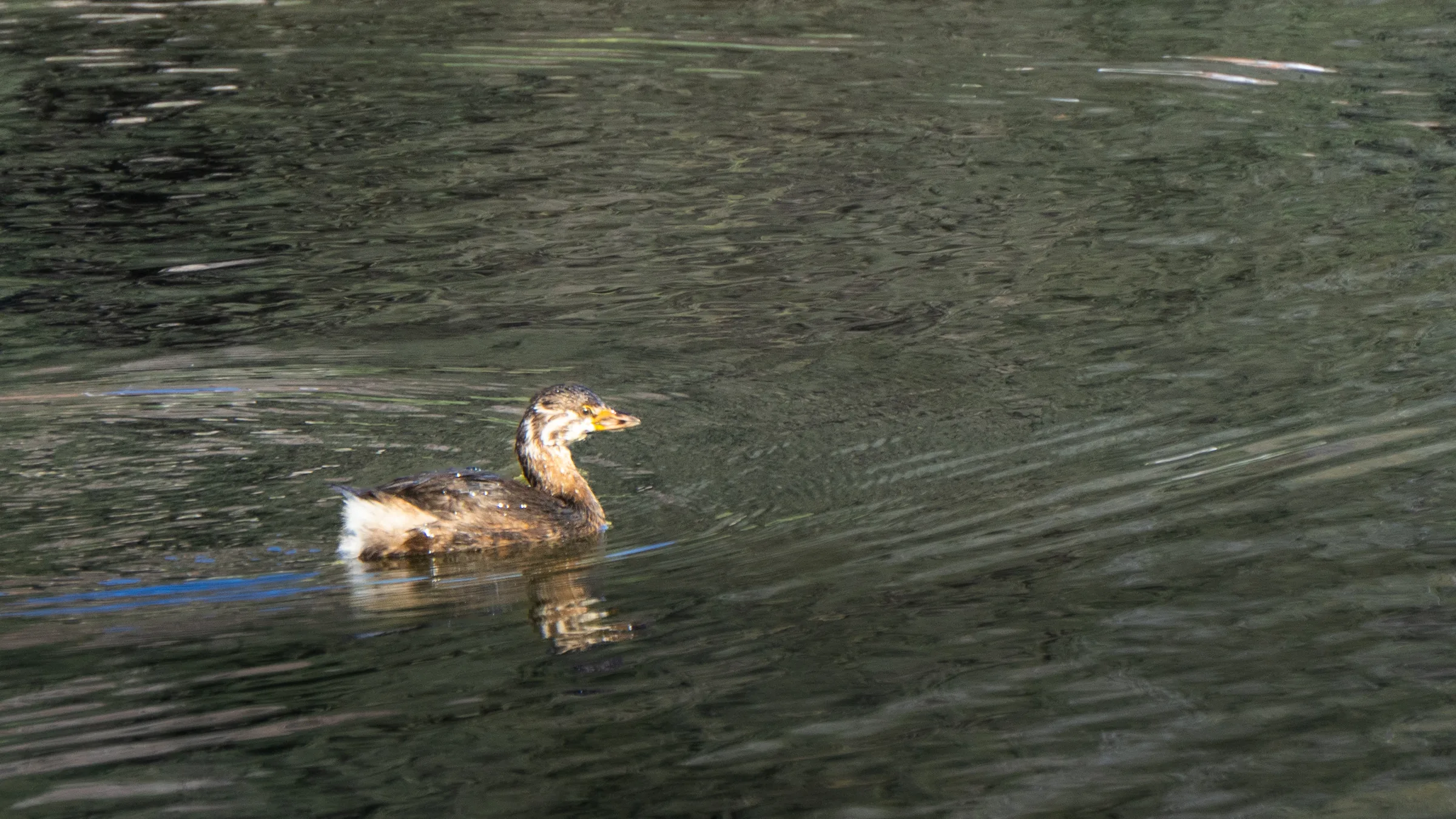 patito