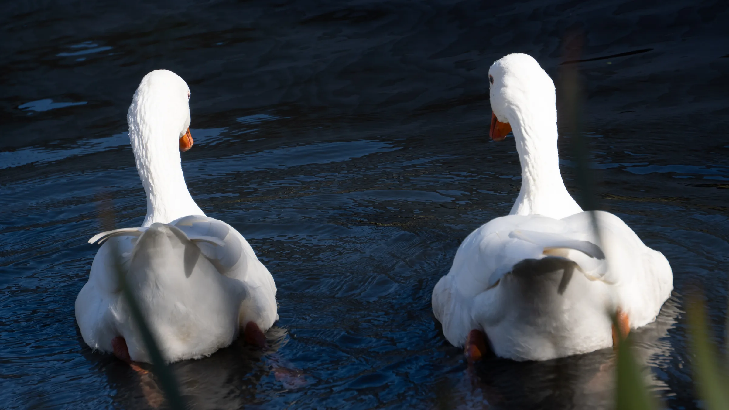 Patitos con su Mama