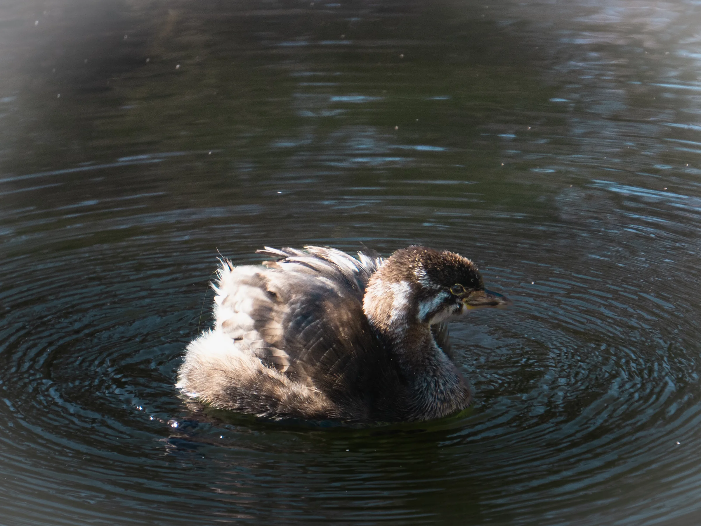Patitos