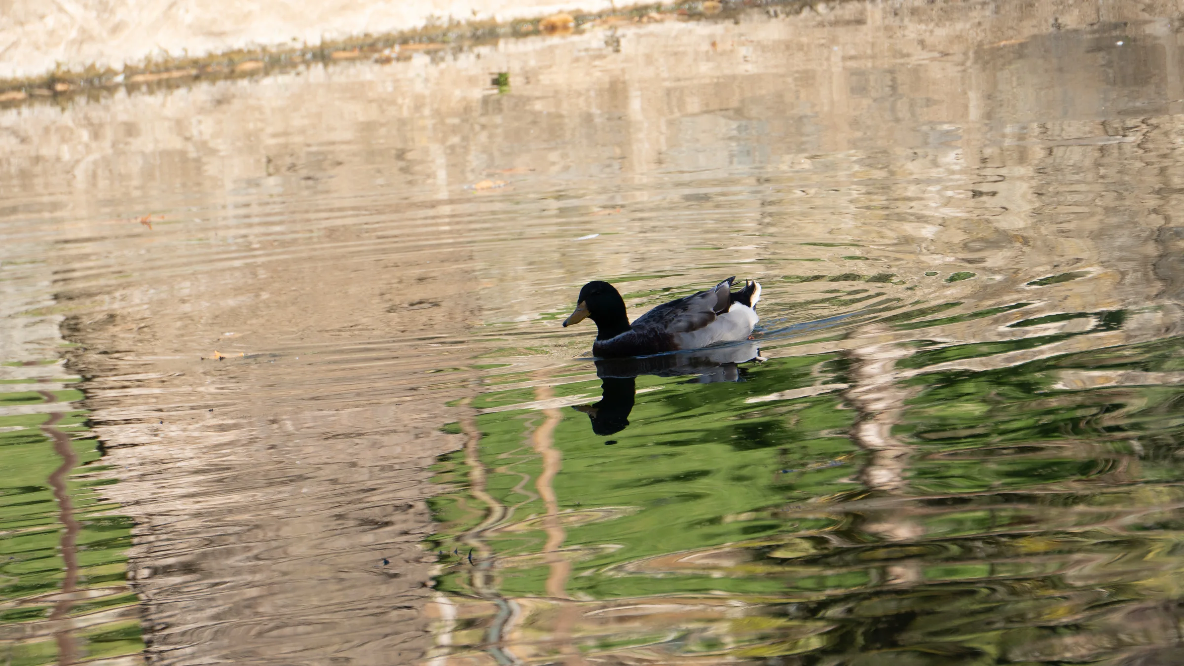 Pato