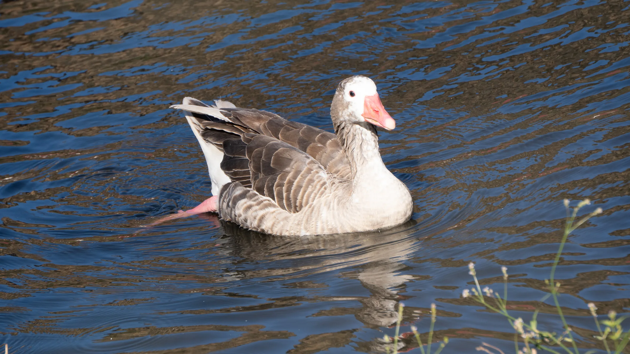 Pato Alegre