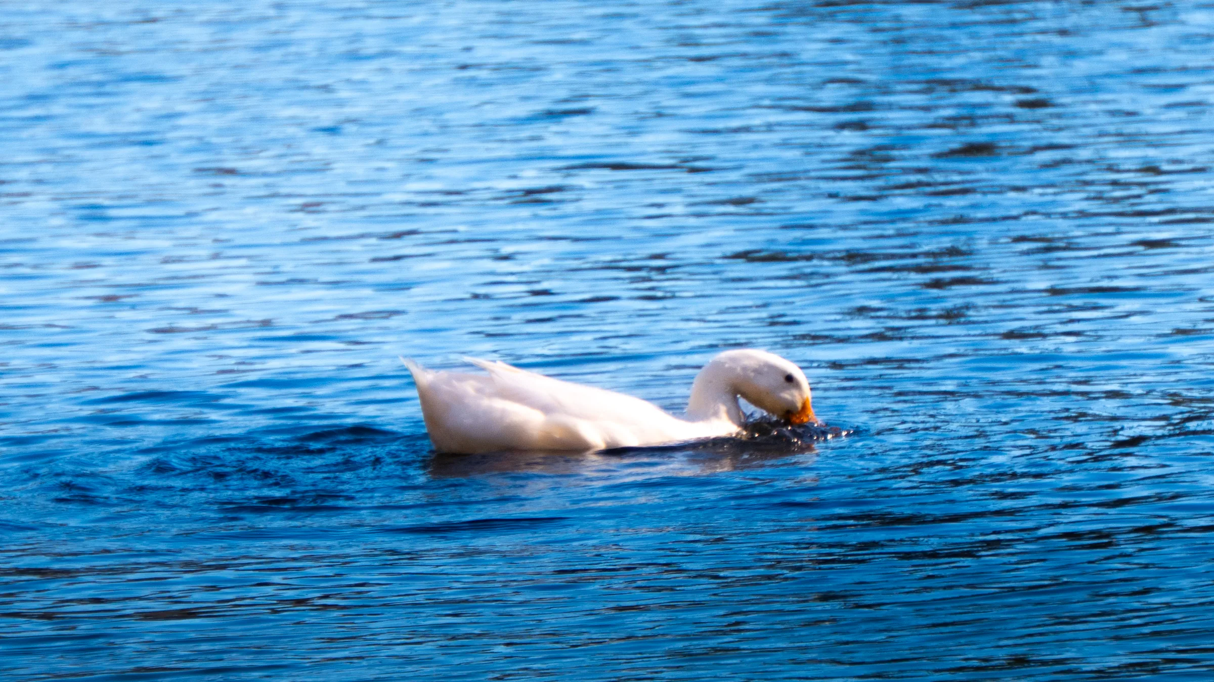 Pato en el agua