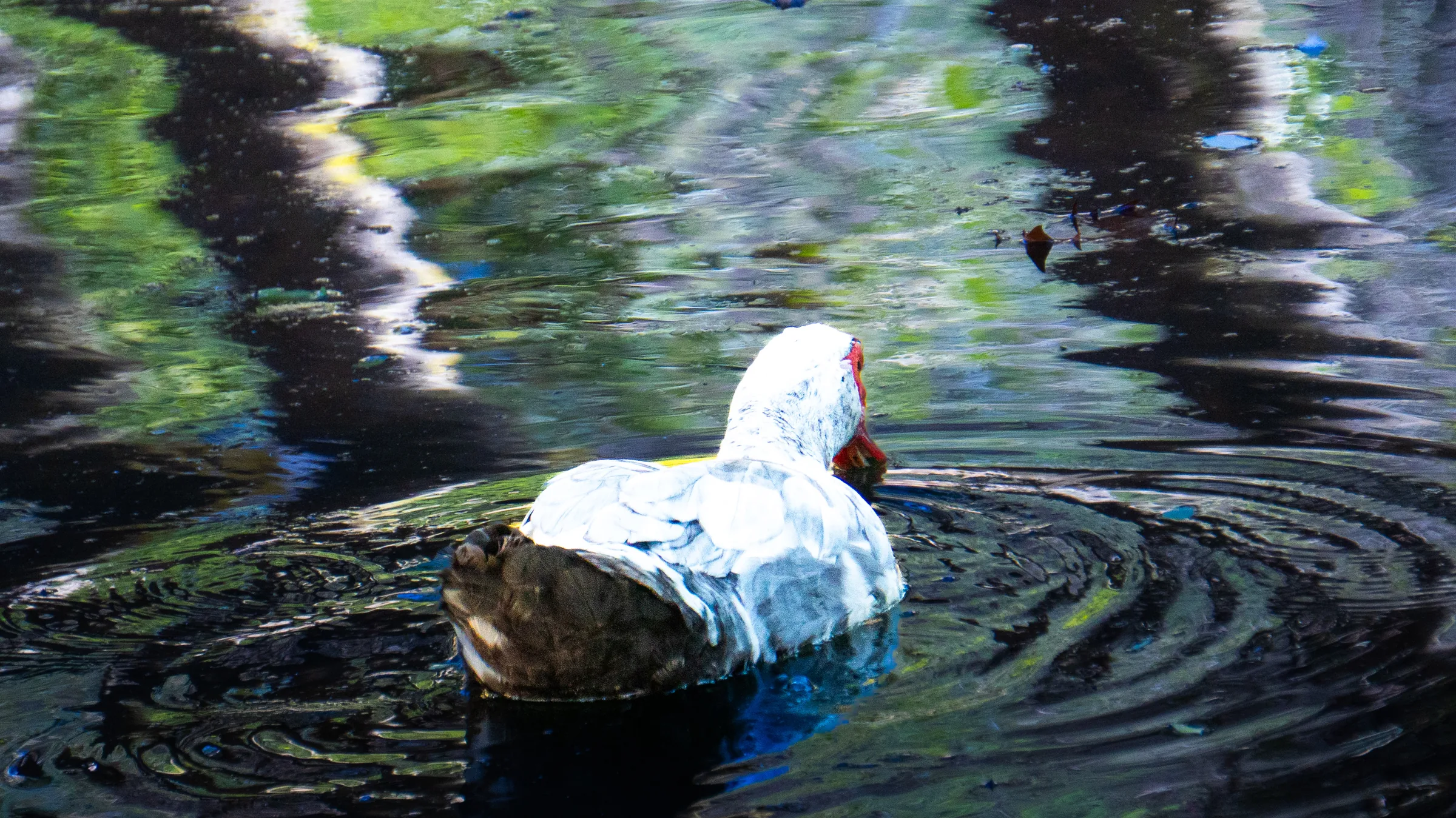 Pato en el agua