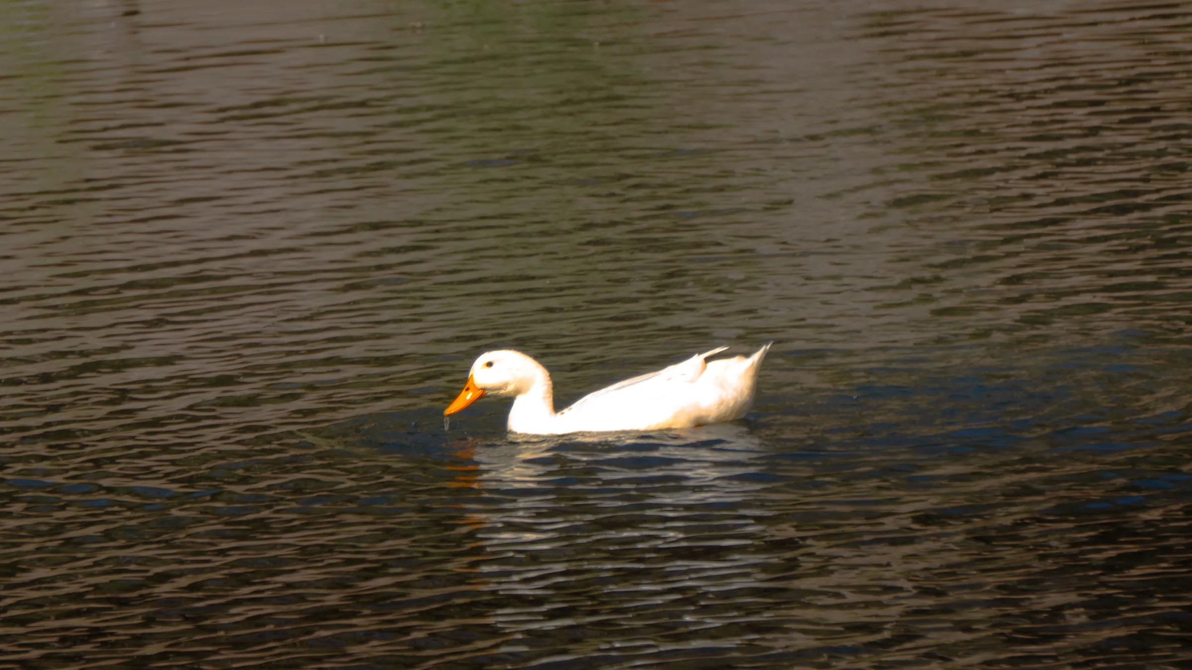 Pato en el agua