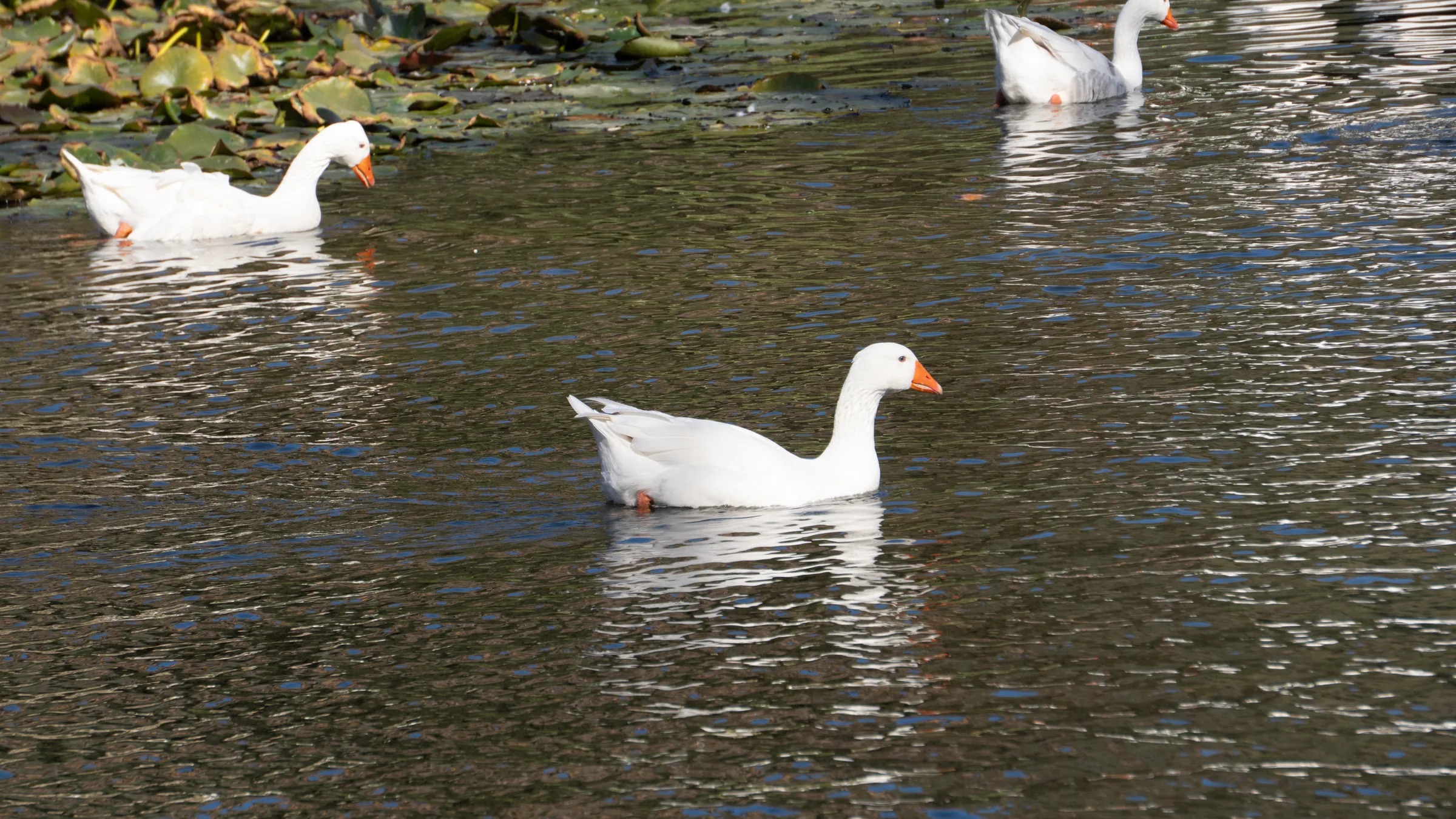 Pato Escondido