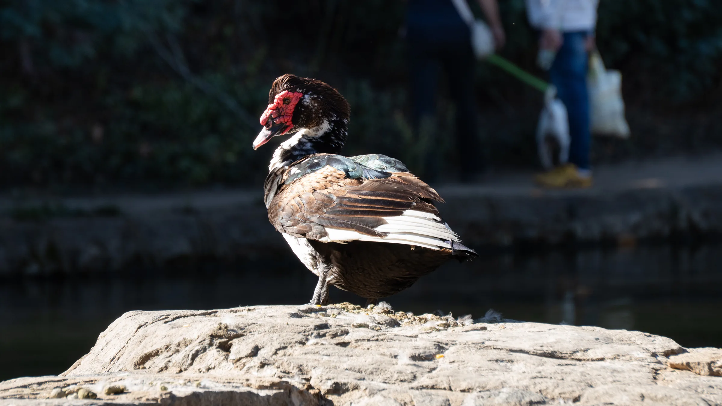 Pato Lucas