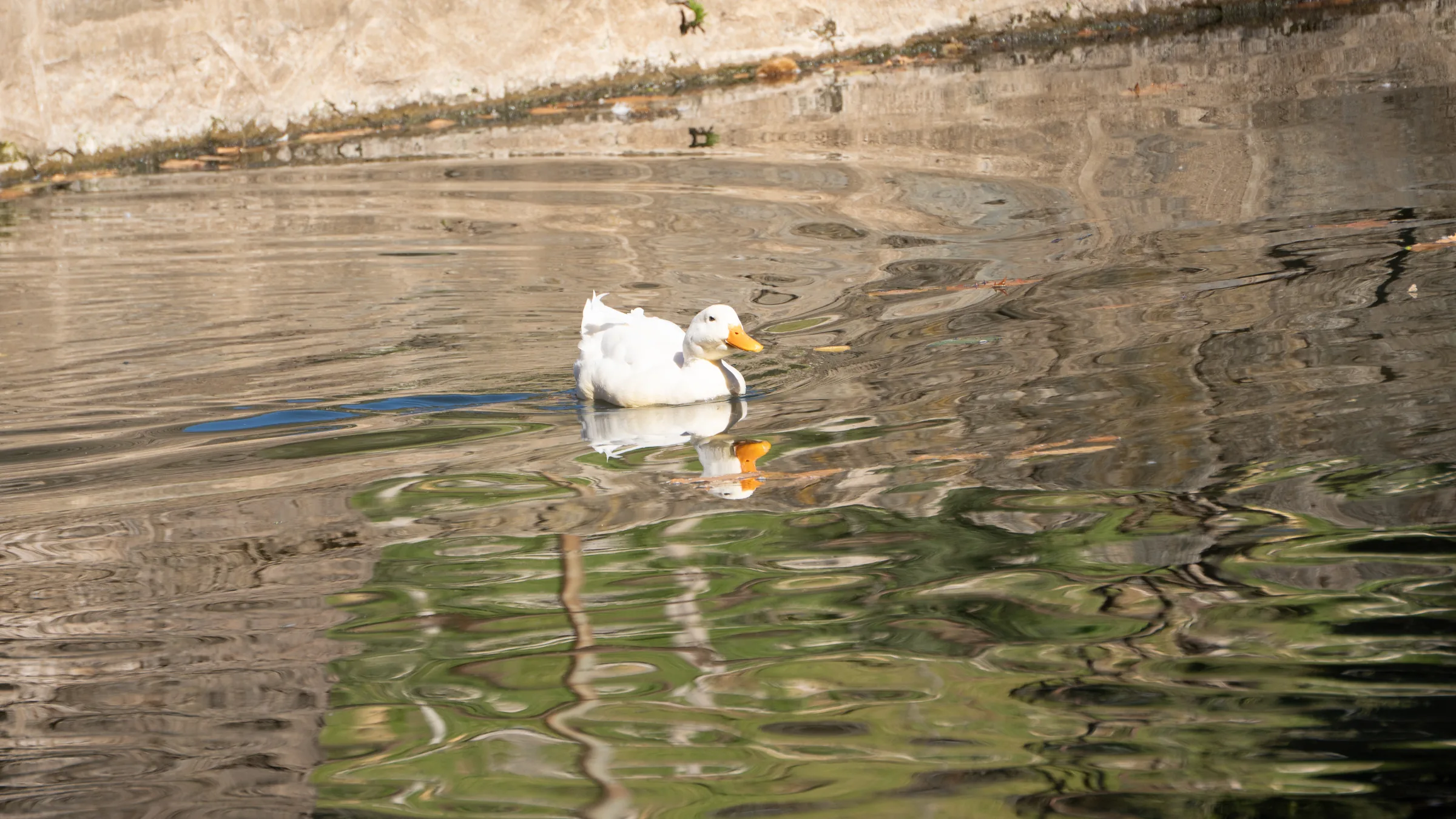 Pato Nado