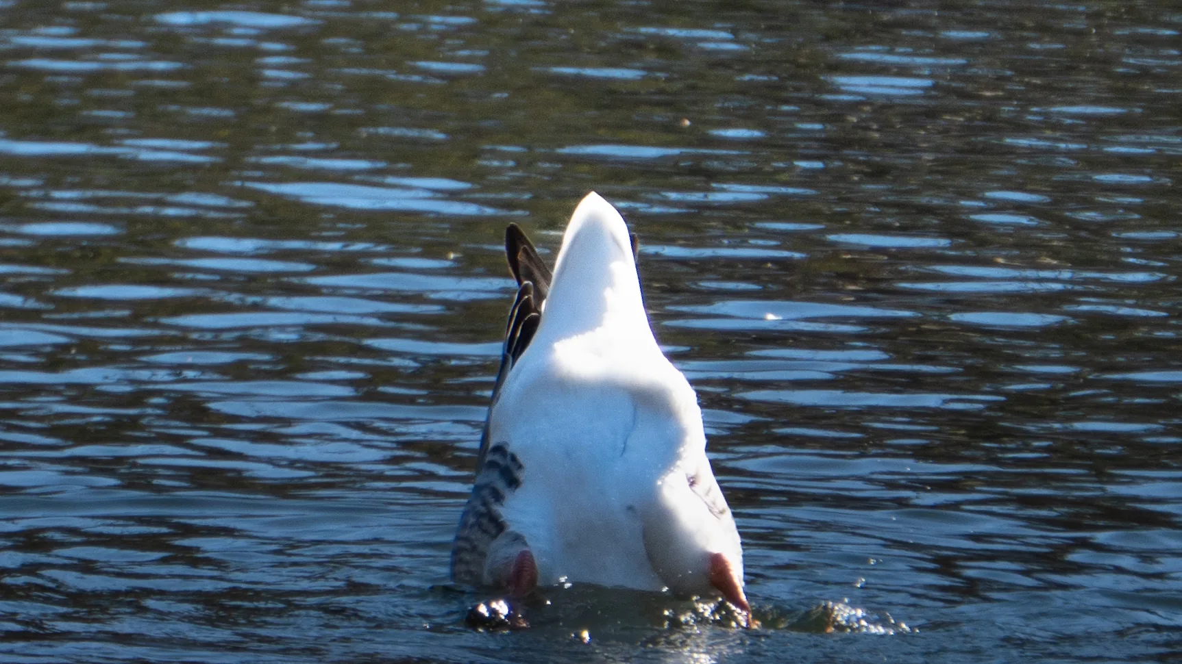 Pato Pescador