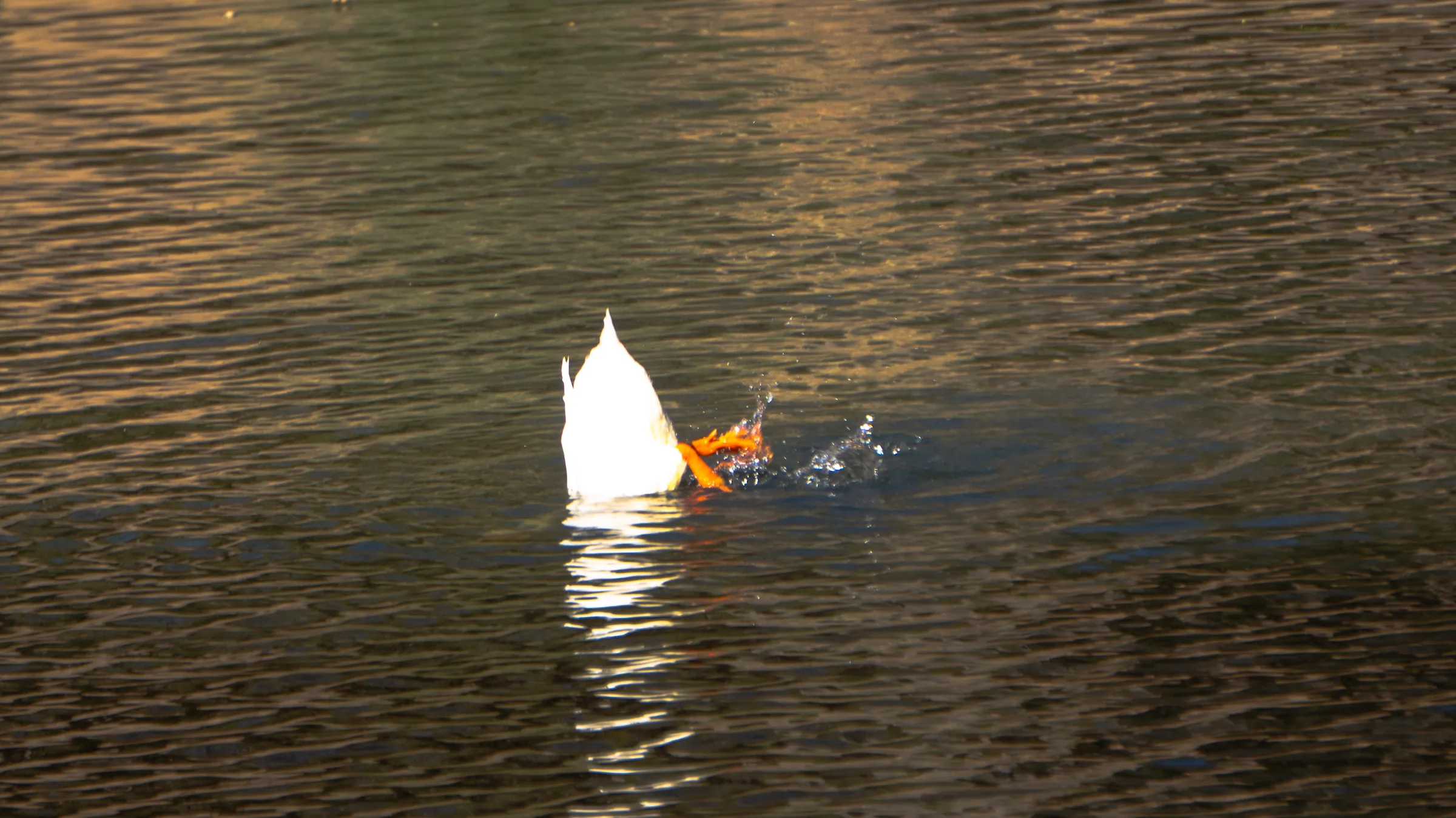 Pato pescando