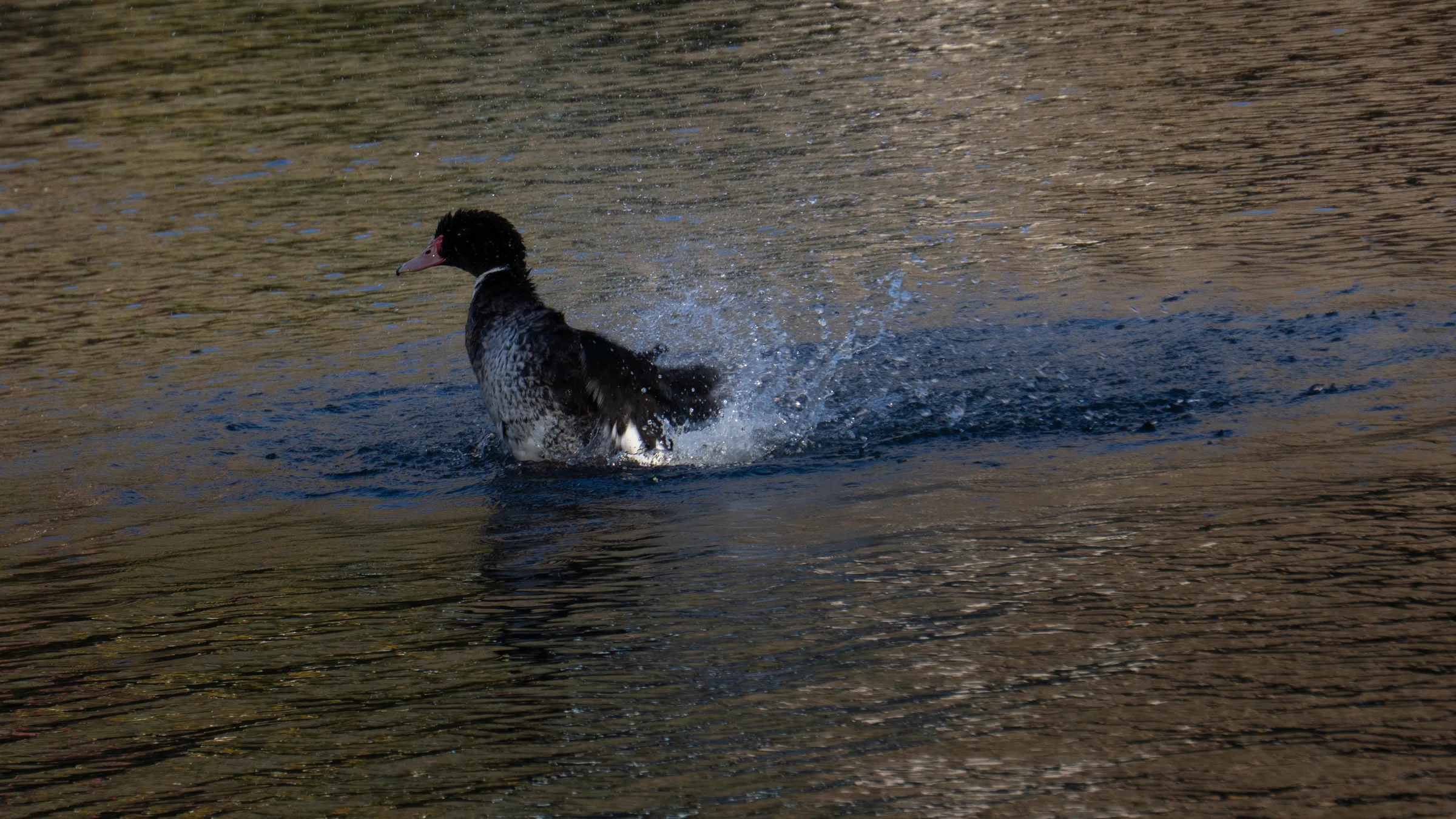 Pato tranquilo
