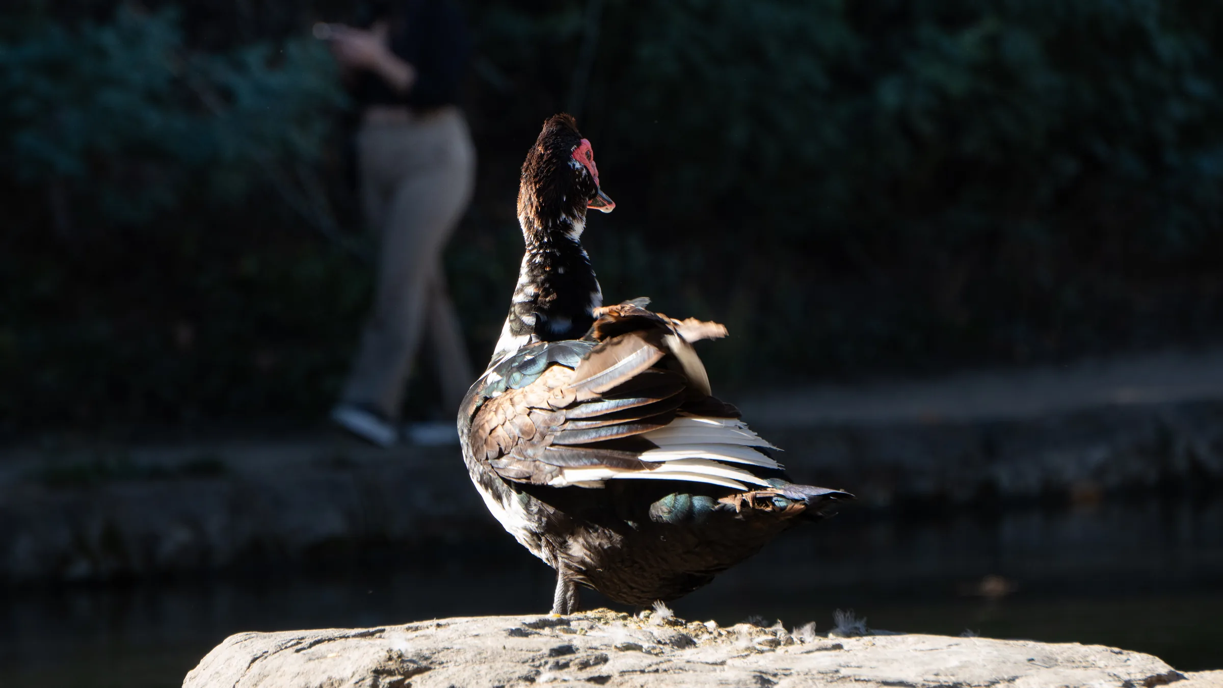 Pato