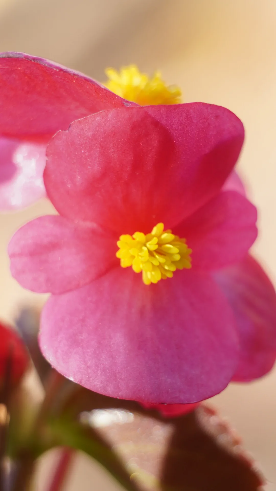 Begonia en luz dorada