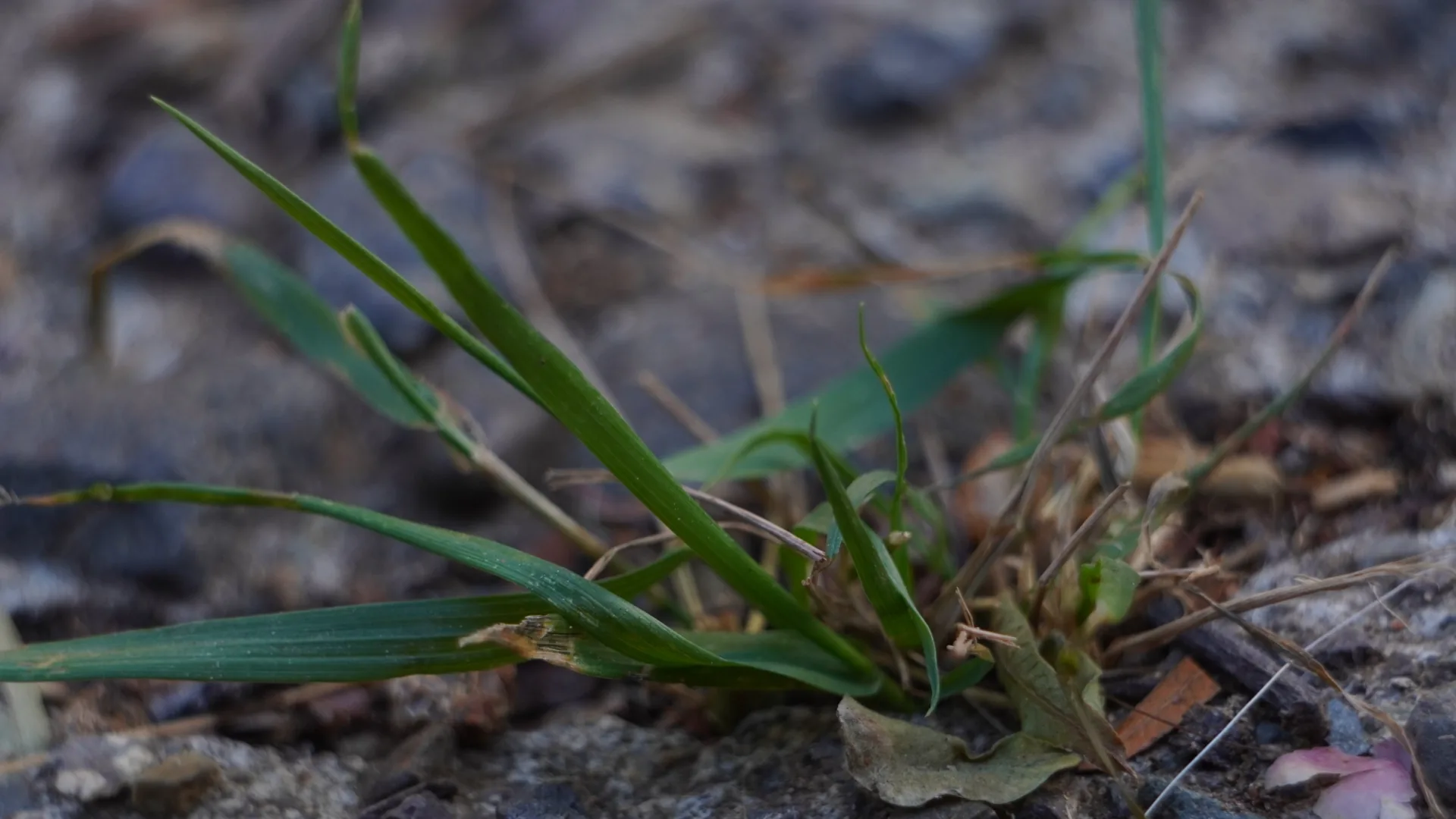 Brotes entre piedras