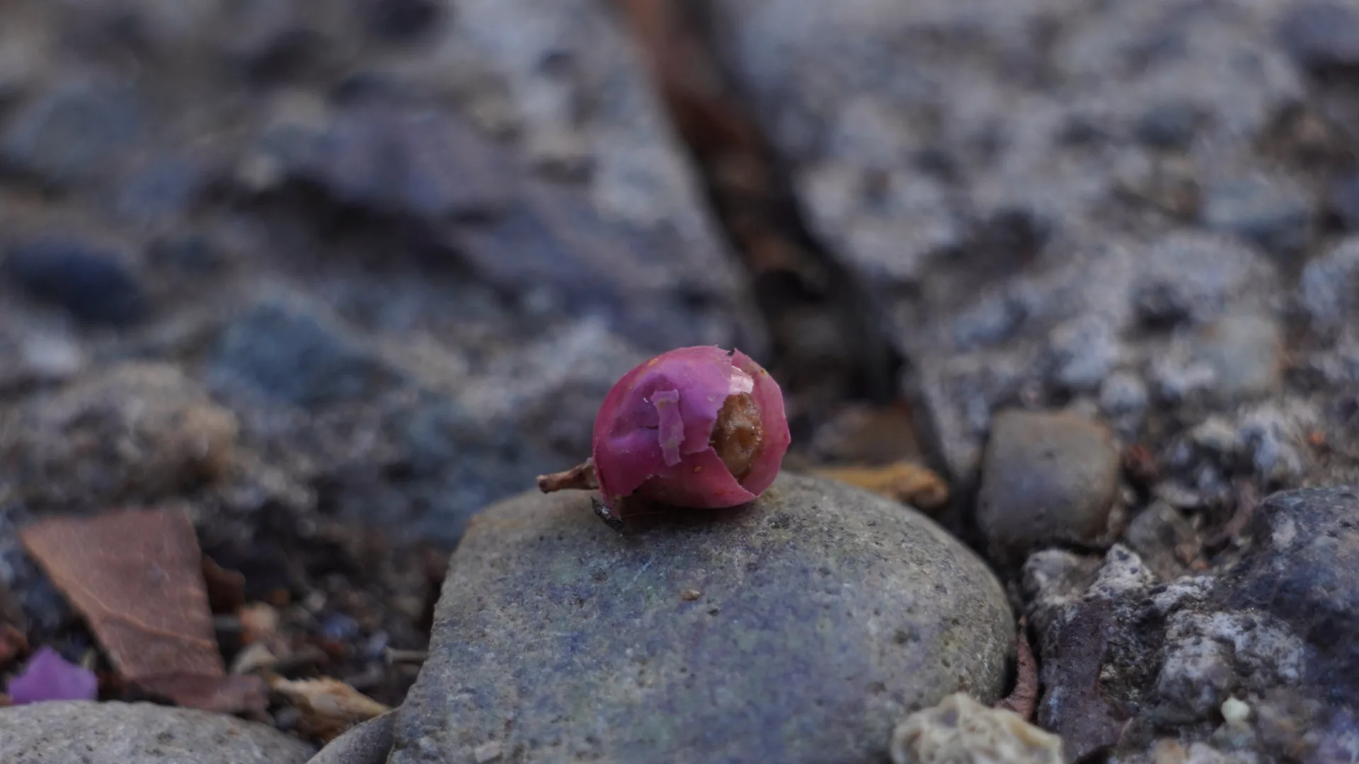 Capullo sobre la piedra