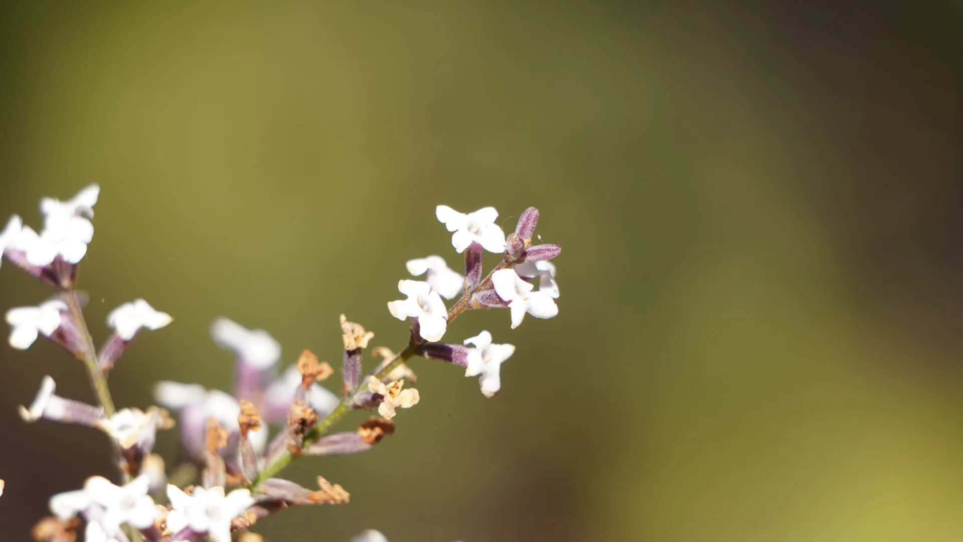 Flores blancas al viento