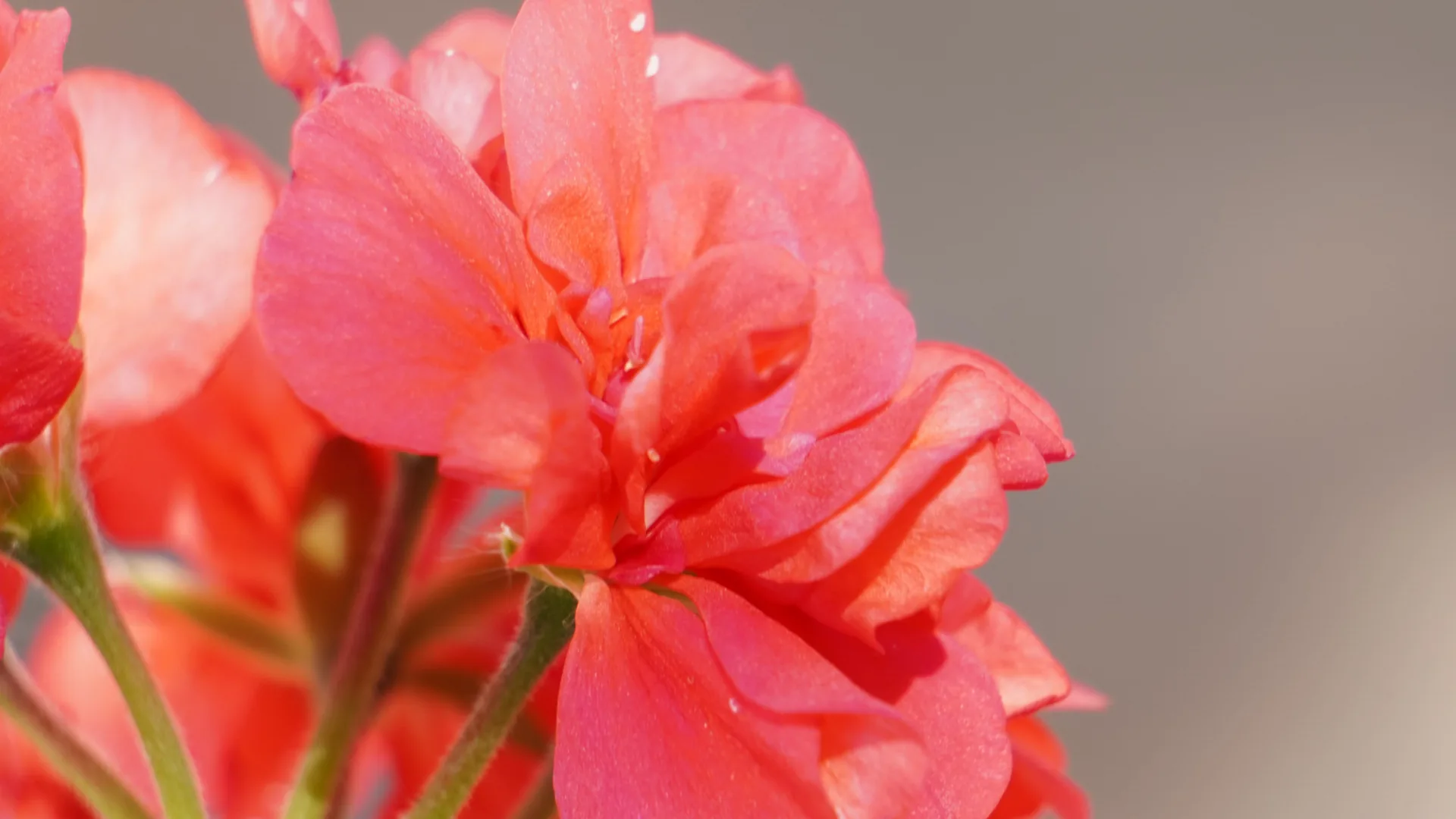 Geranio rojo al detalle
