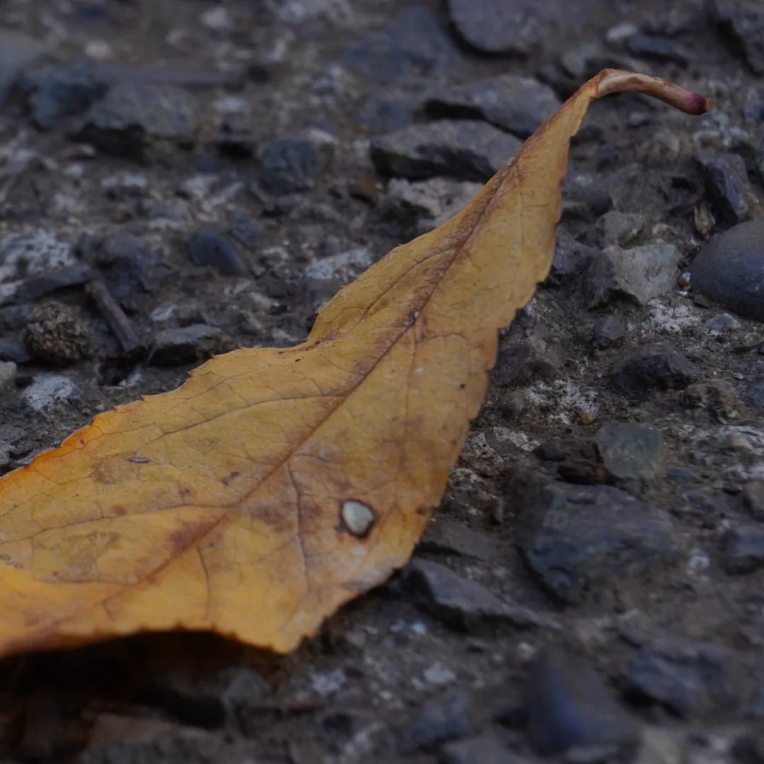 Hoja de otoño en el suelo