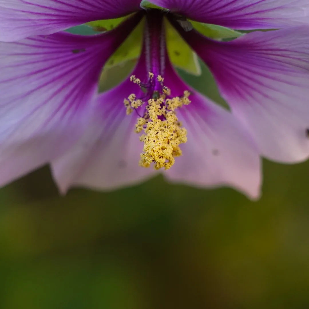 Lluvia de polen violeta
