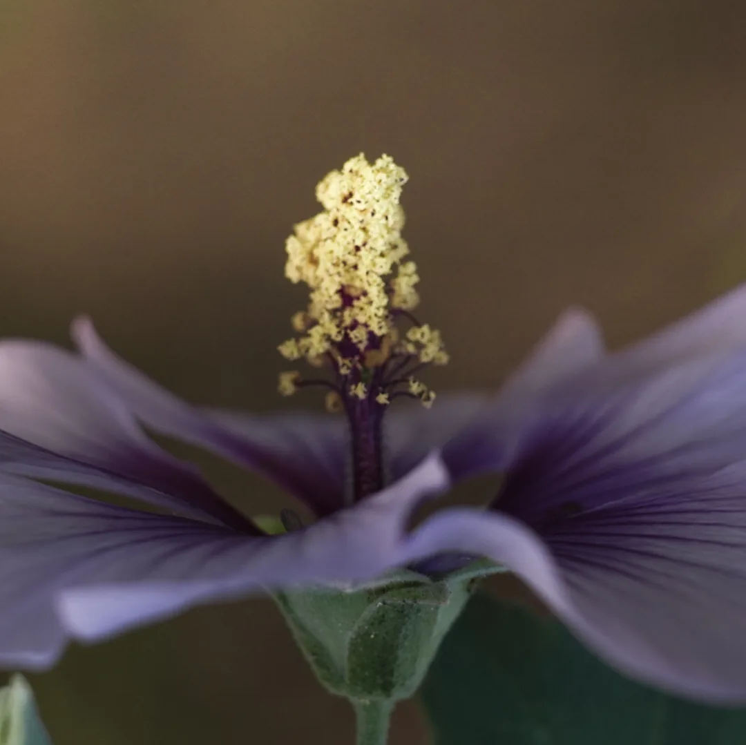Malva y su pistilo dorado