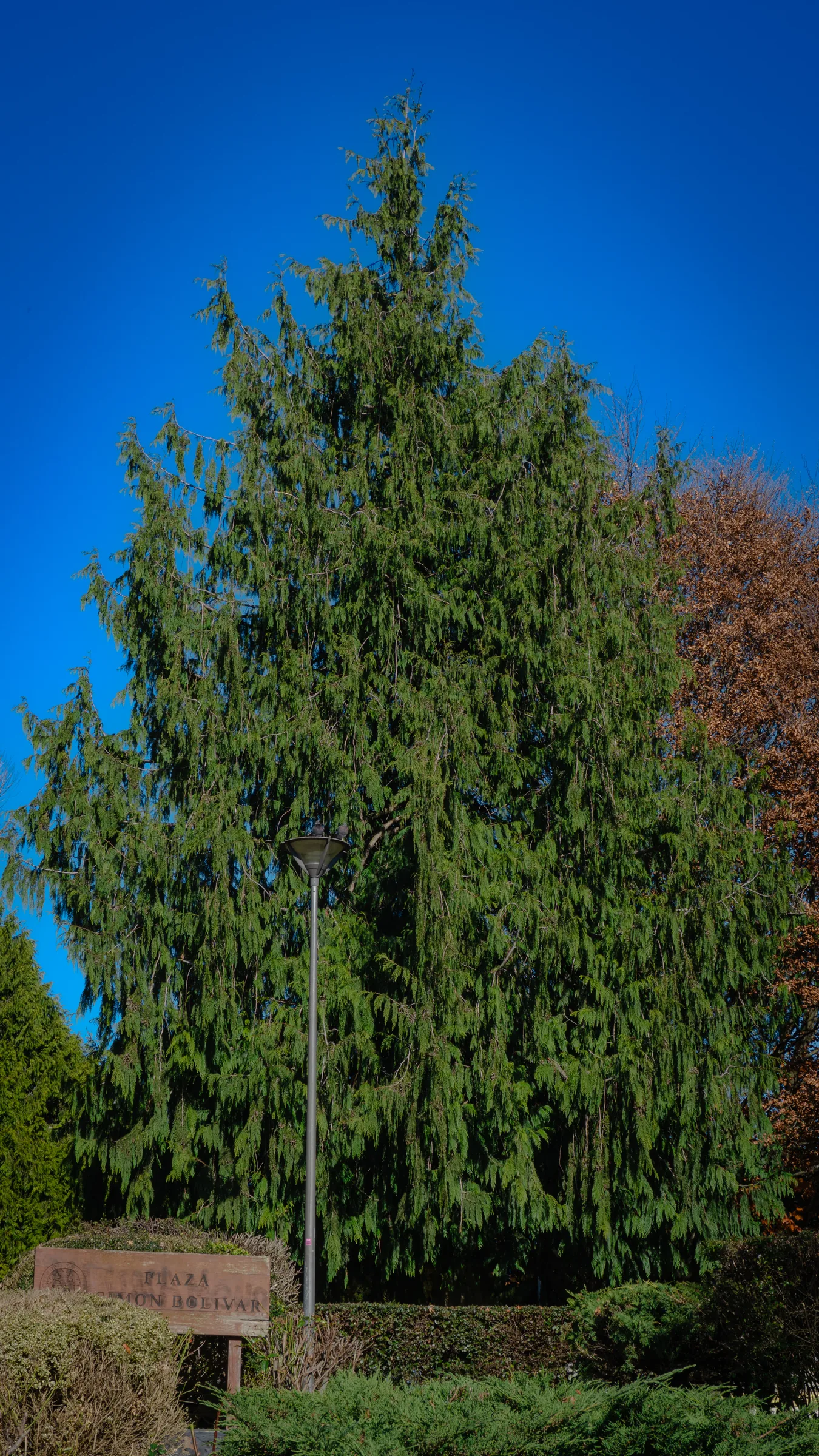 Árbol gigante en Plaza Simón Bolívar