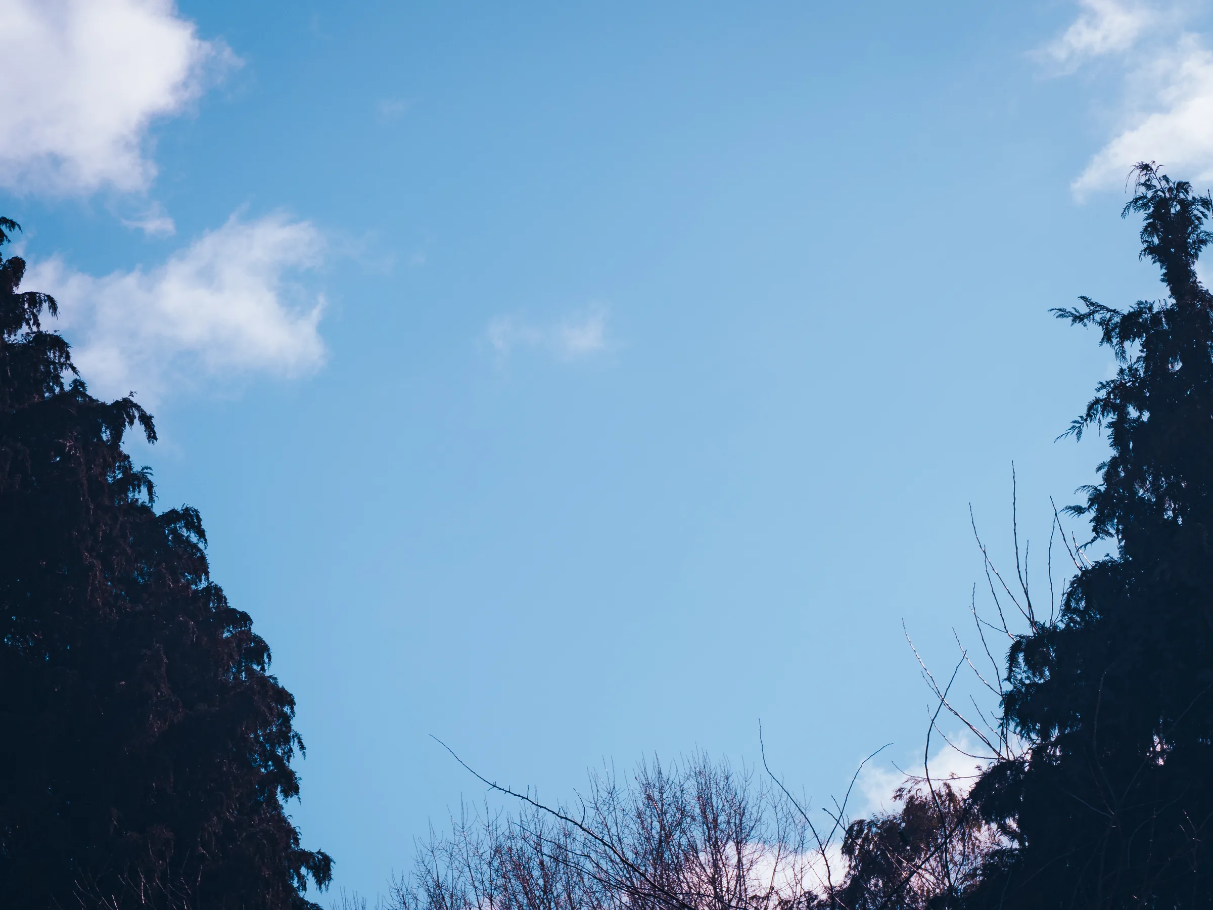 Cielo entre cipreses