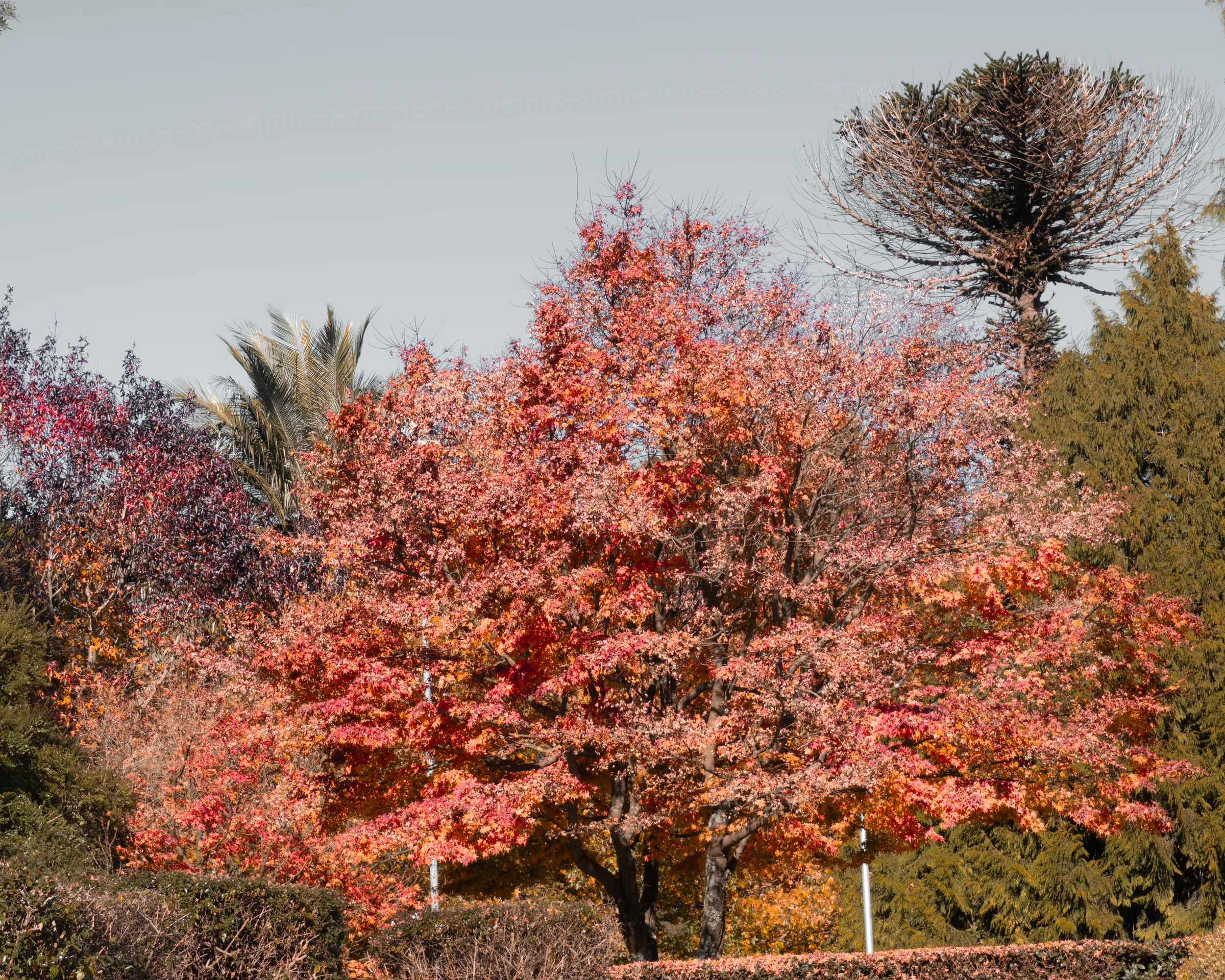 Colores de otoño