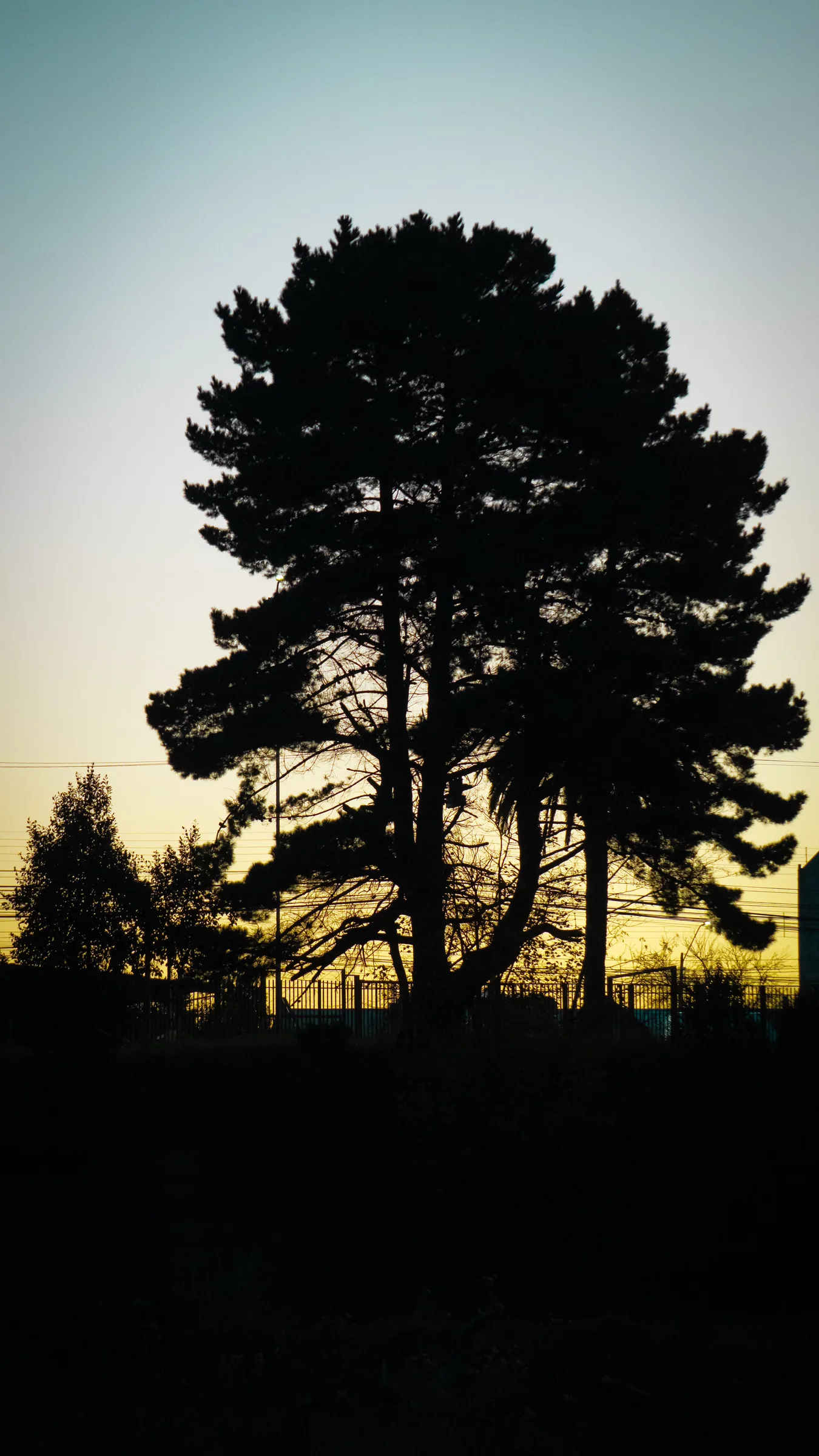 Silueta de pino al atardecer