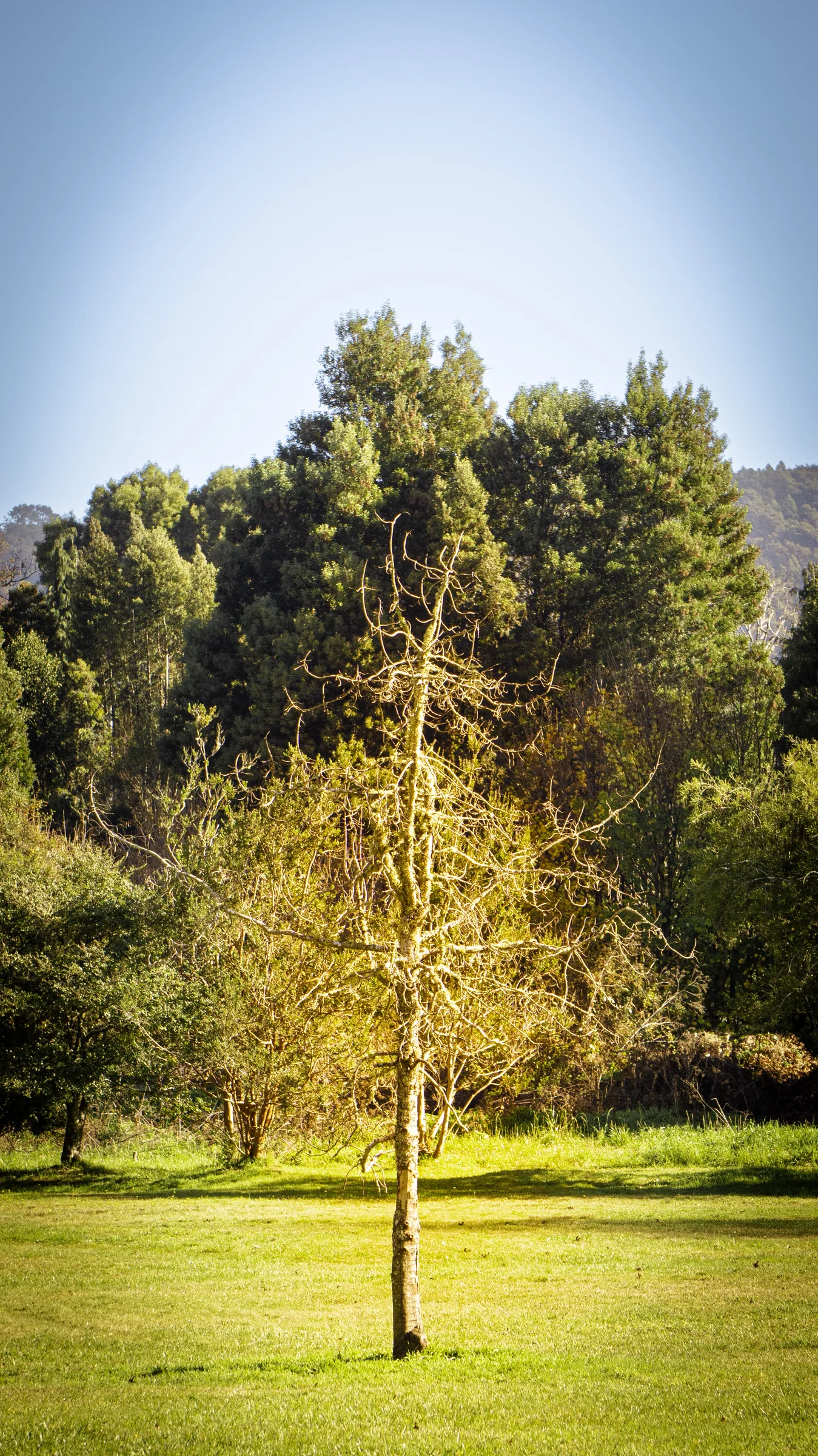 Árbol solitario
