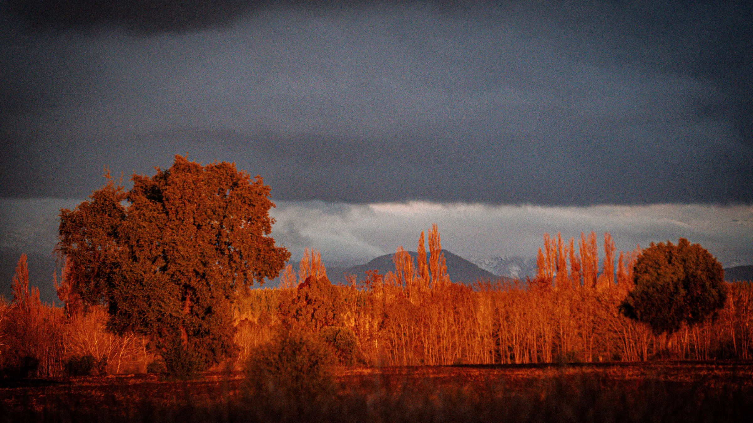 Árboles de otoño