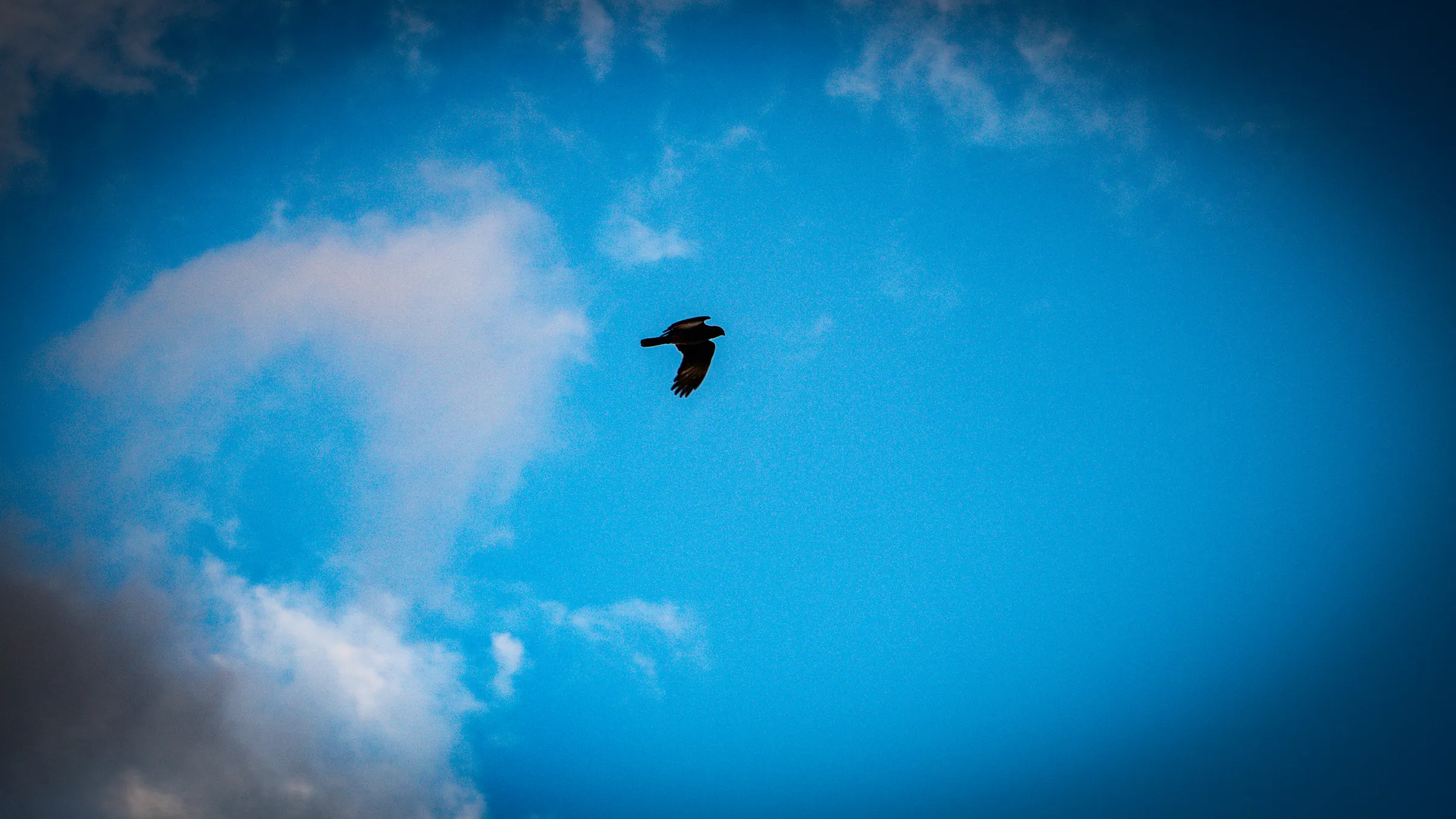 Ave en el cielo