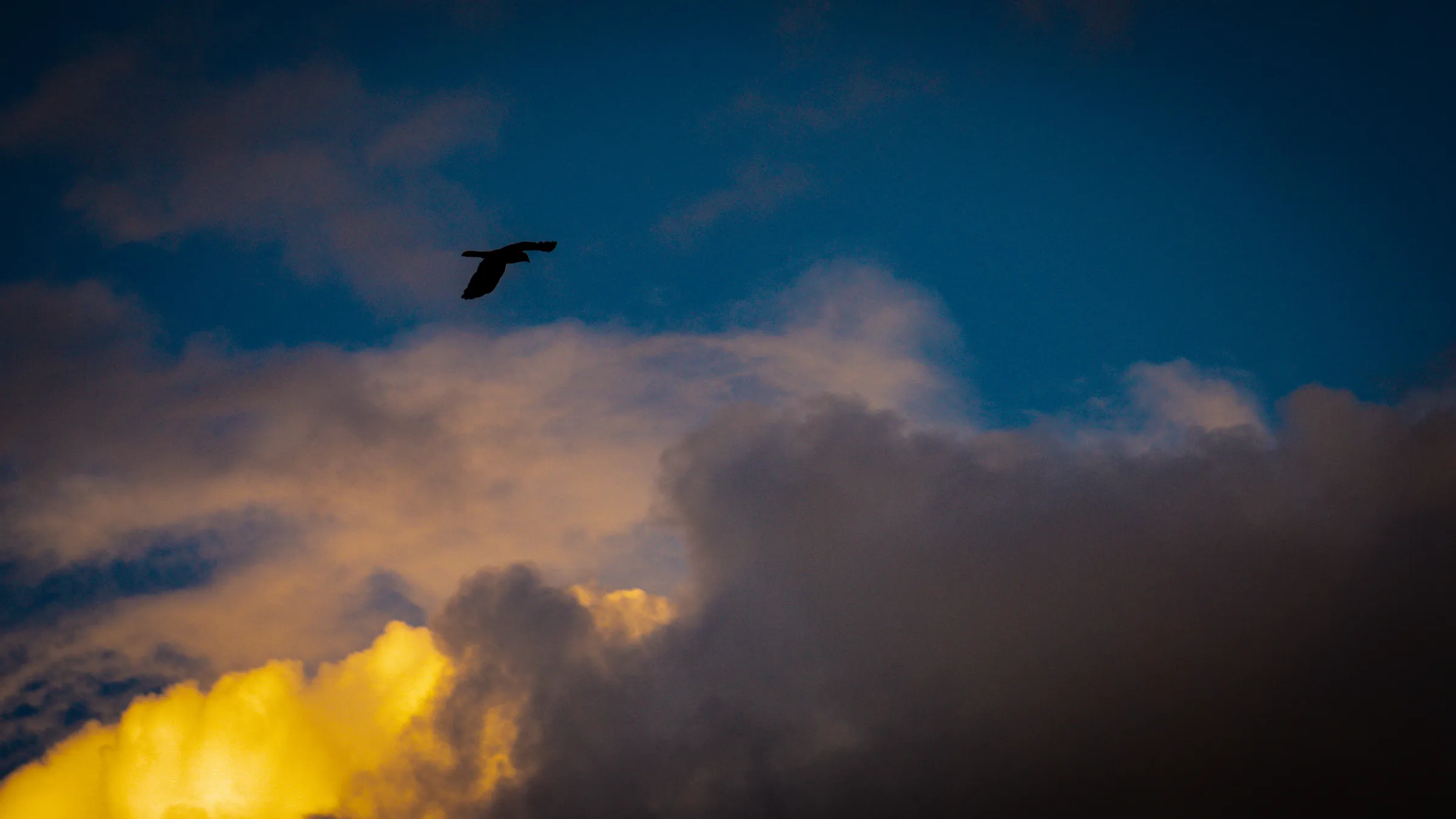 Ave y nubes doradas