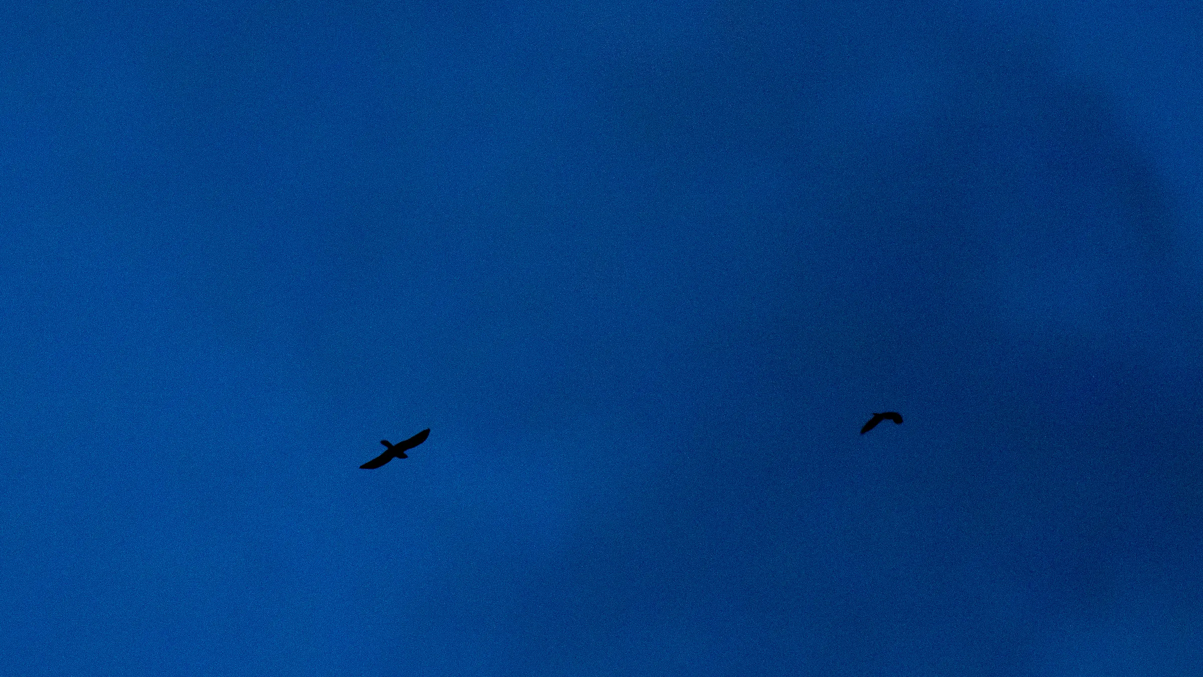 Aves en el cielo azul