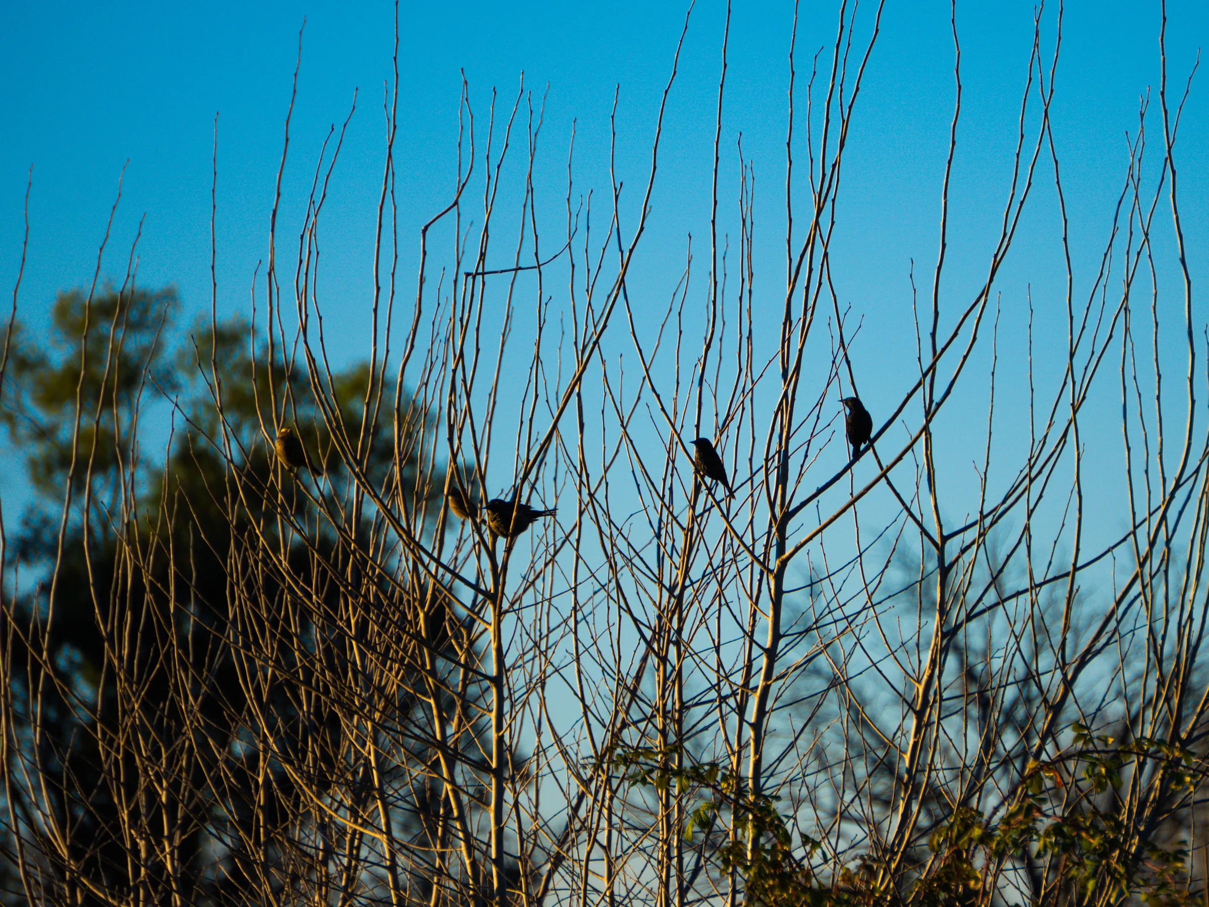 Aves en las ramas