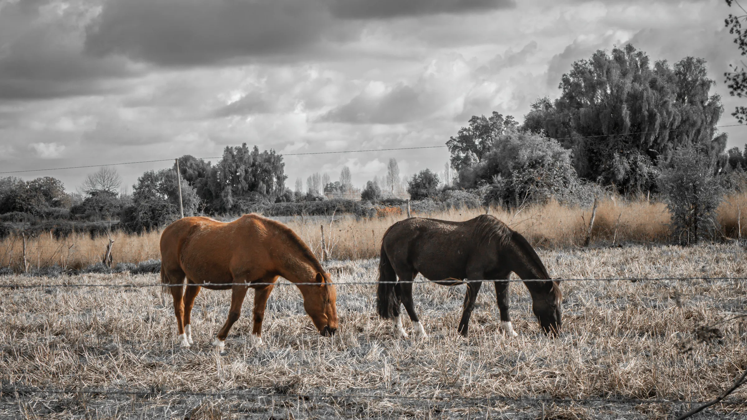 Caballos pastando