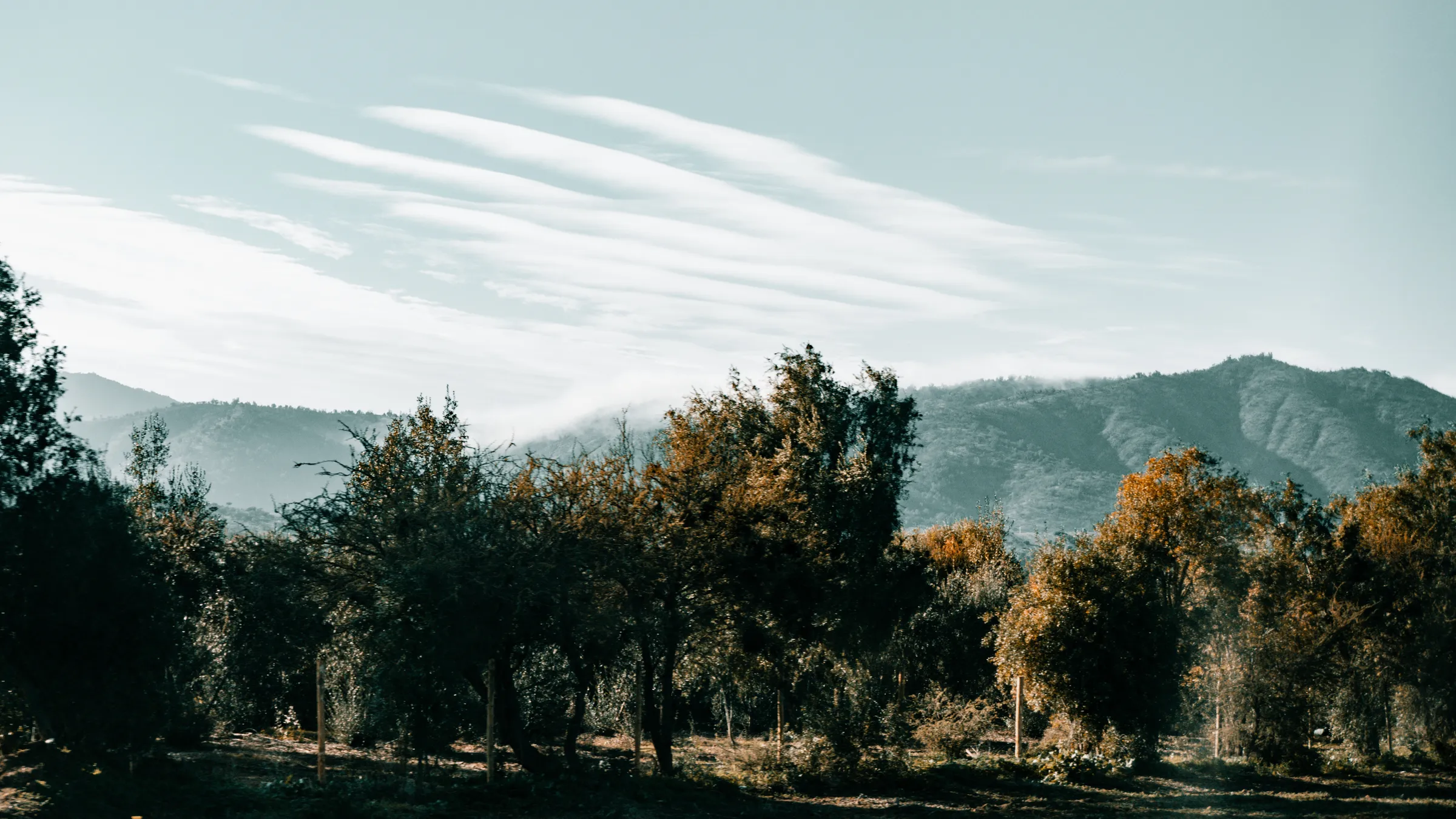 Cerros y arboleda al atardecer
