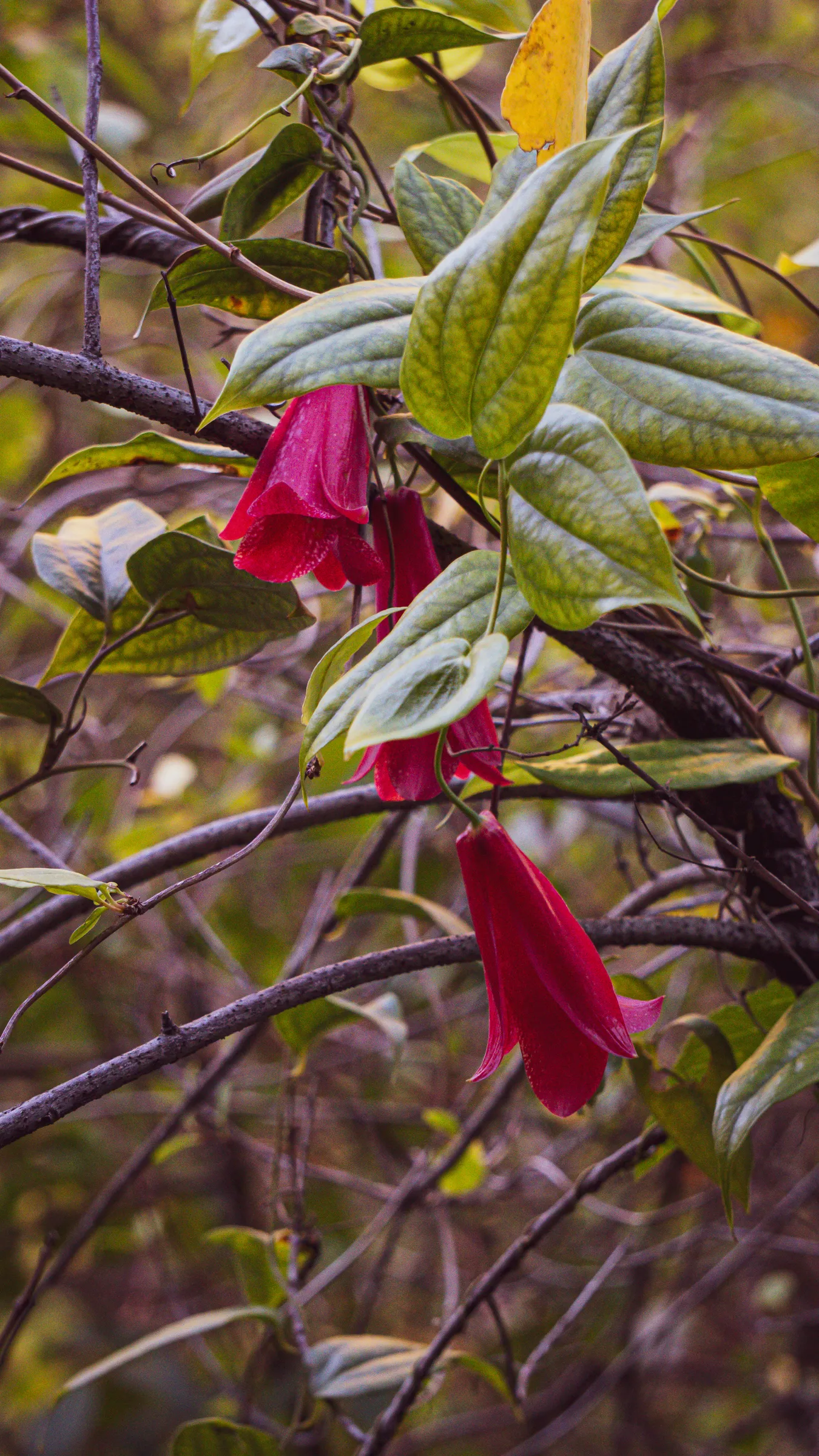 Flores de quintral
