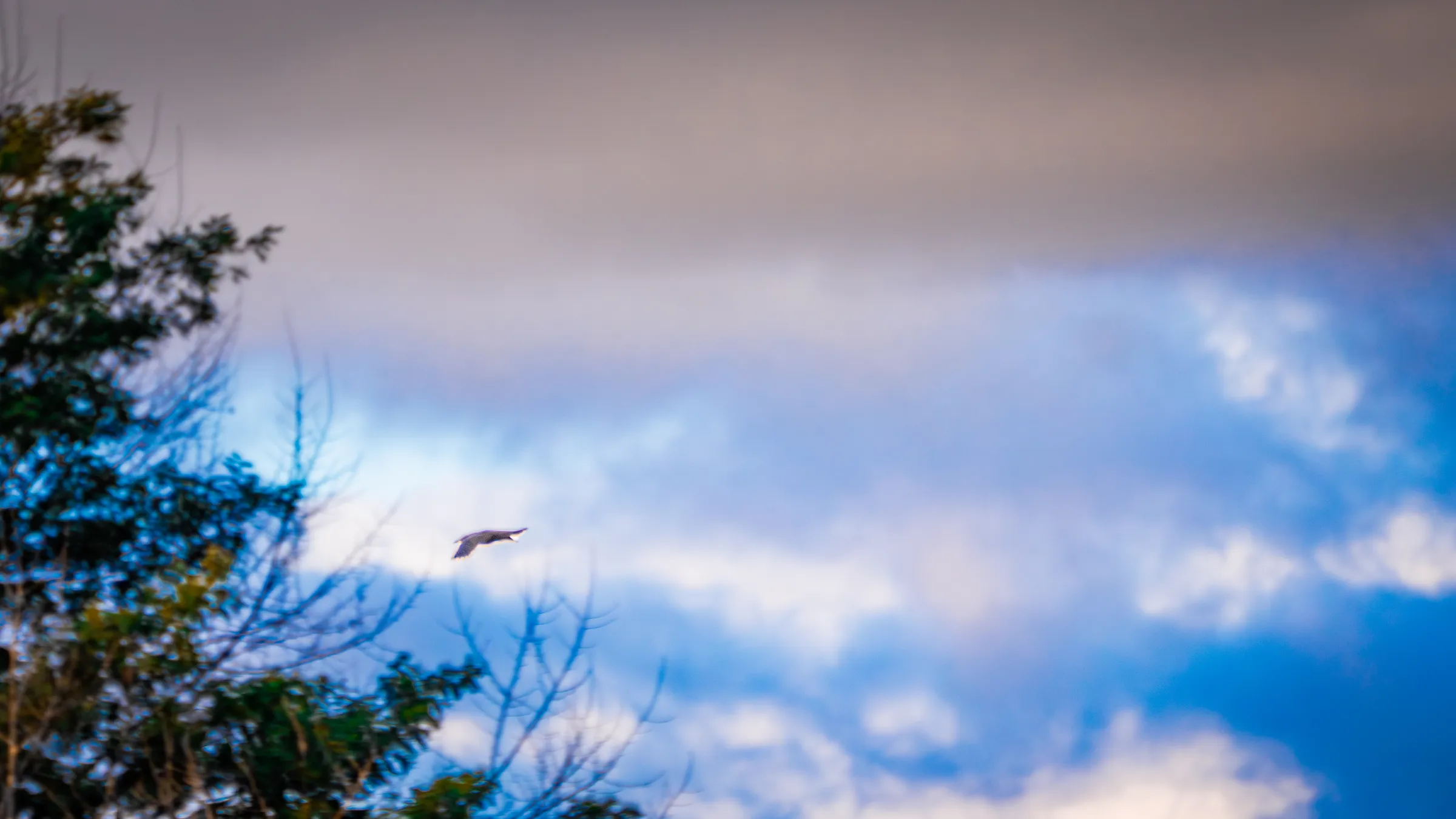 Pájaro en el cielo de la tarde