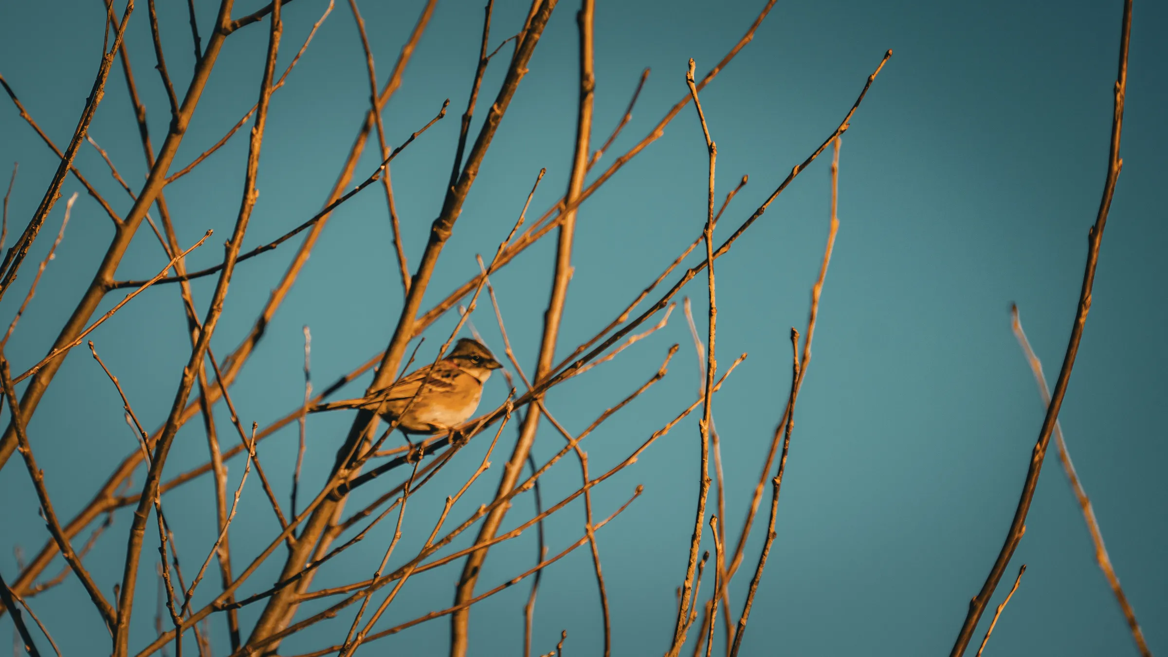 Pájaro entre las ramas
