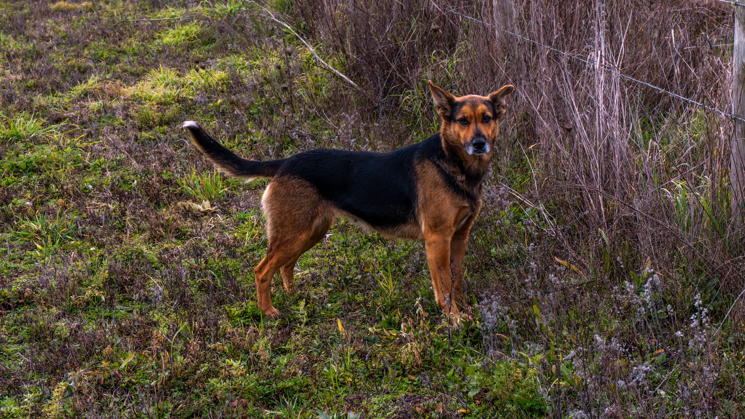 Perro en el campo