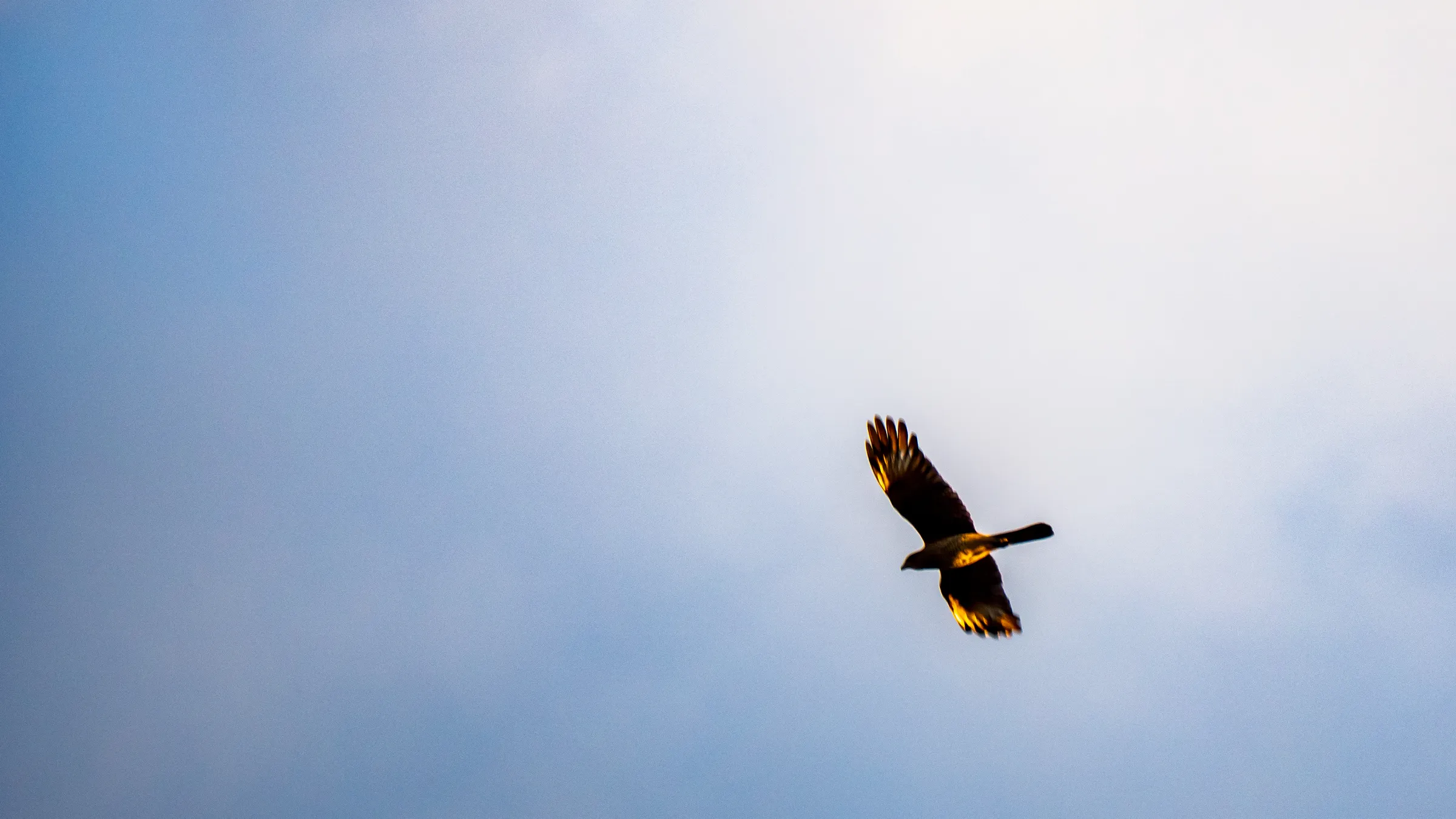 Rapaz surcando el cielo