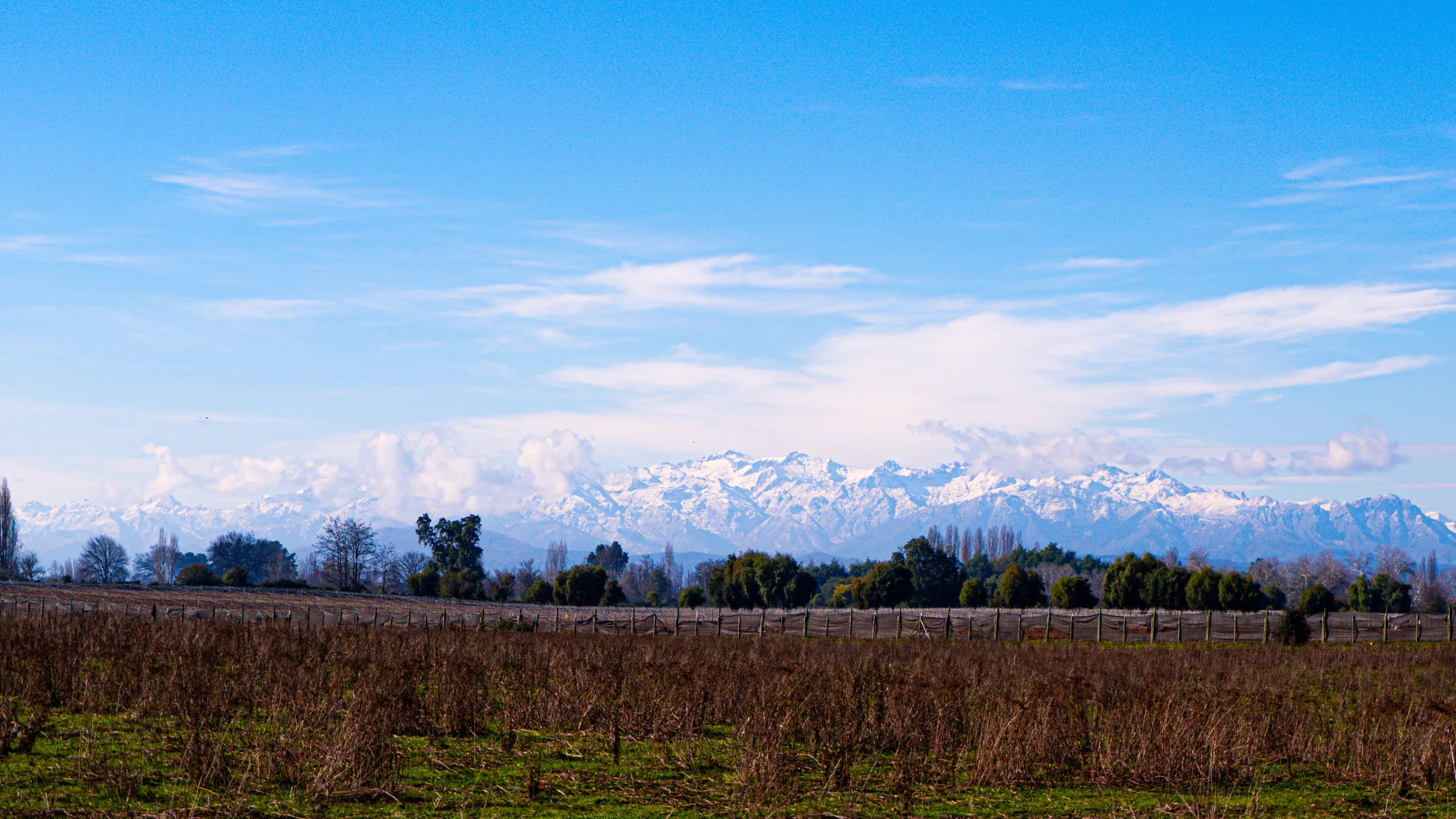 Viñedo frente a los Andes nevados